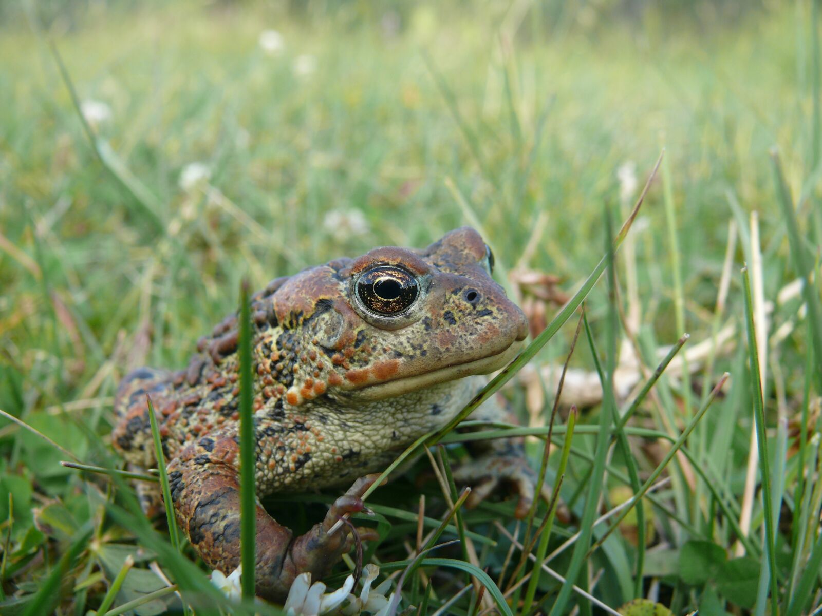 Panasonic DMC-FZ50 sample photo. Frog, animal, toad photography