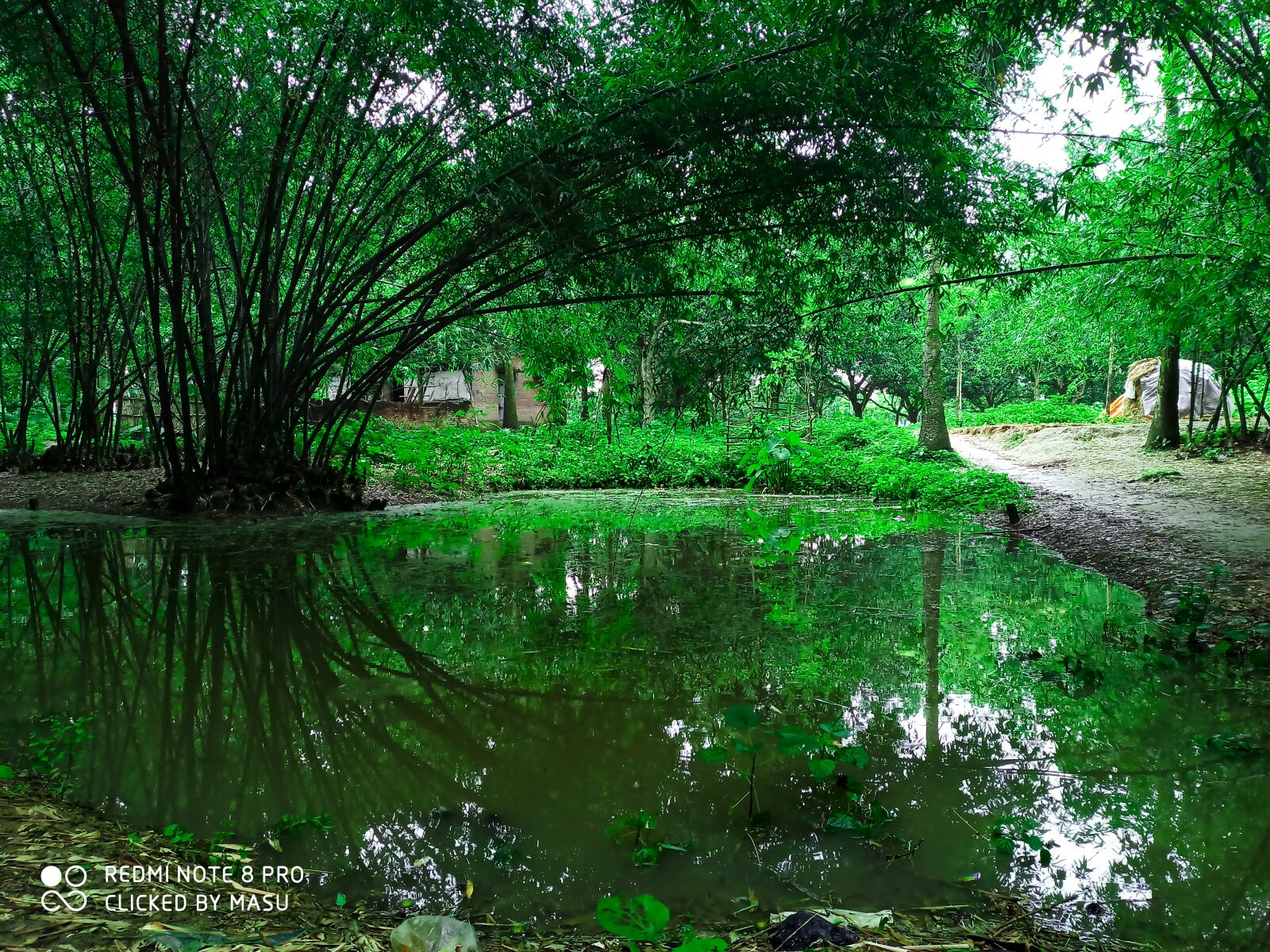 Xiaomi Redmi Note 8 Pro sample photo. Village, nature, pond photography