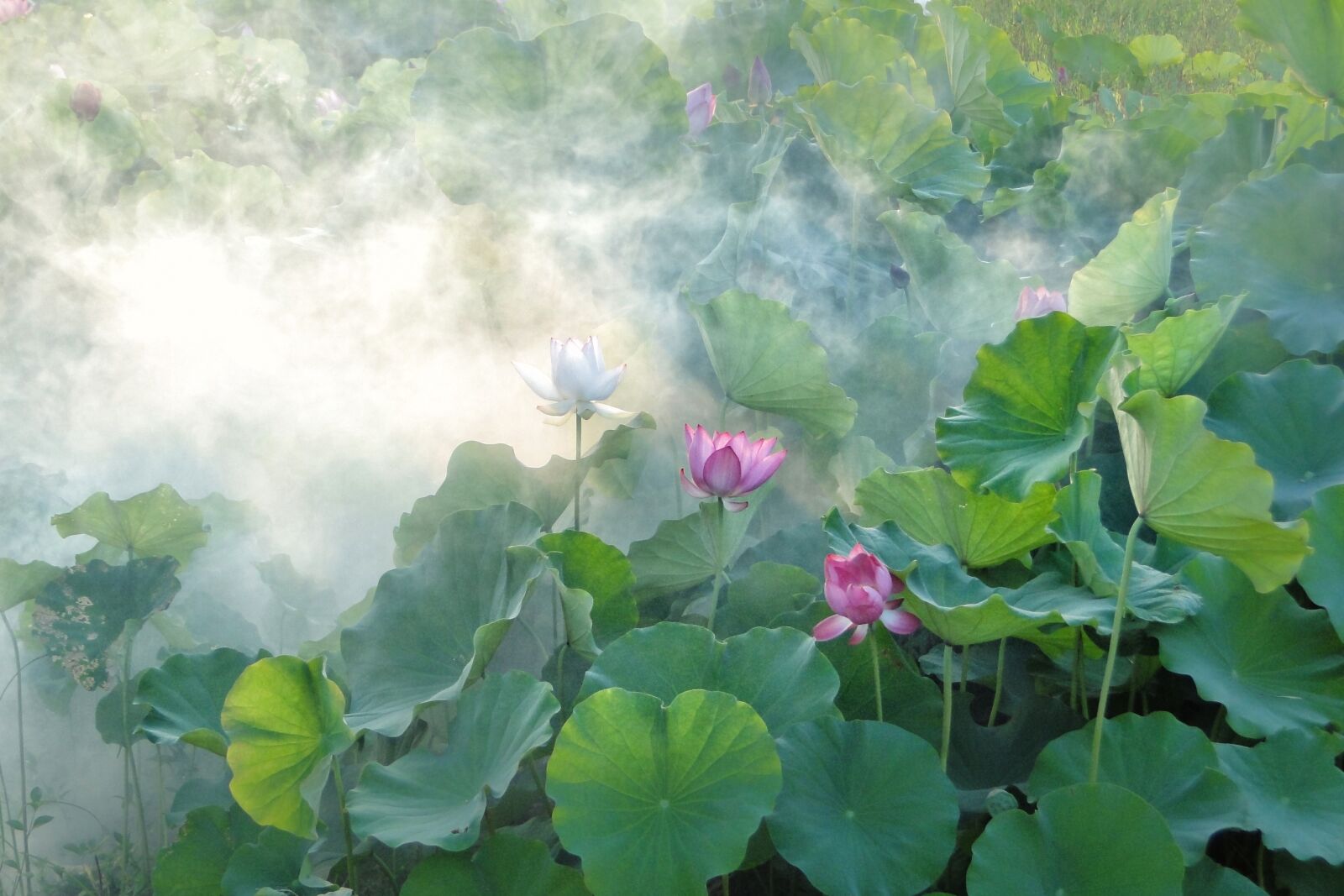Sony Cyber-shot DSC-HX1 sample photo. Lotus, summer, fantasy photography