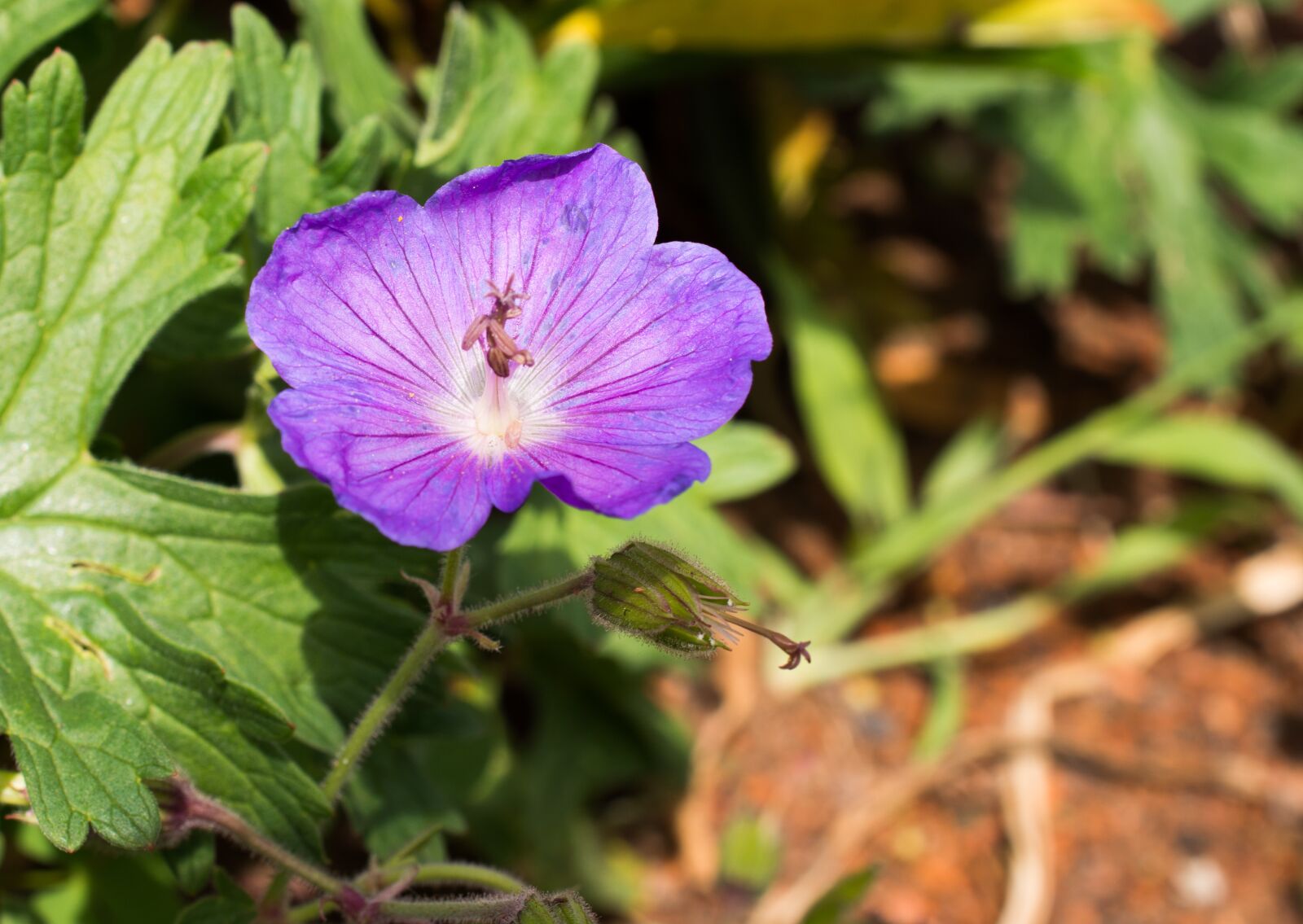 Nikon D7200 sample photo. Flower, blossom, bloom photography