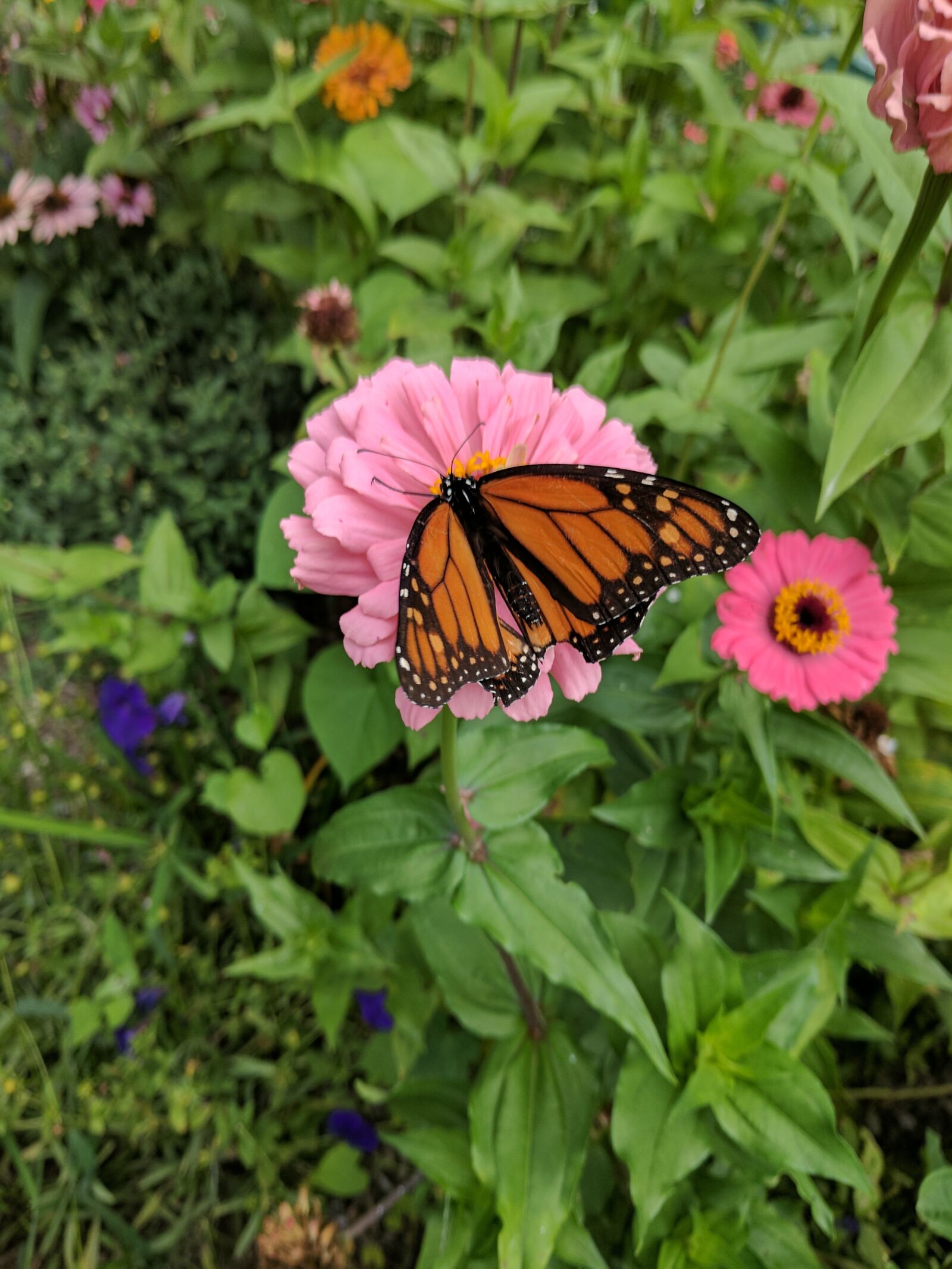 Google Pixel sample photo. Butterfly, flowers, pink photography