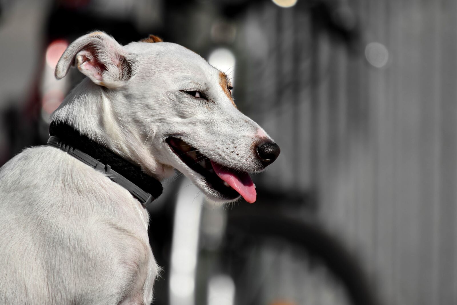 Nikon D5500 sample photo. Dog, domestic, hunting dog photography