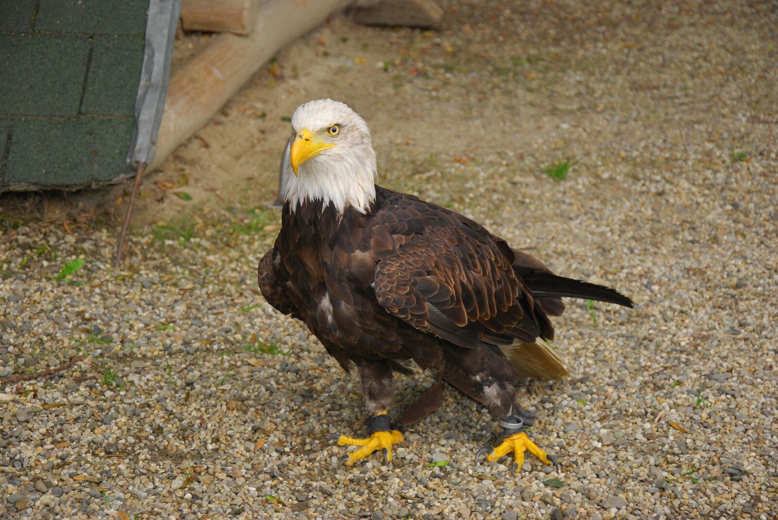 Nikon D80 sample photo. Bird, eagle, zoo photography