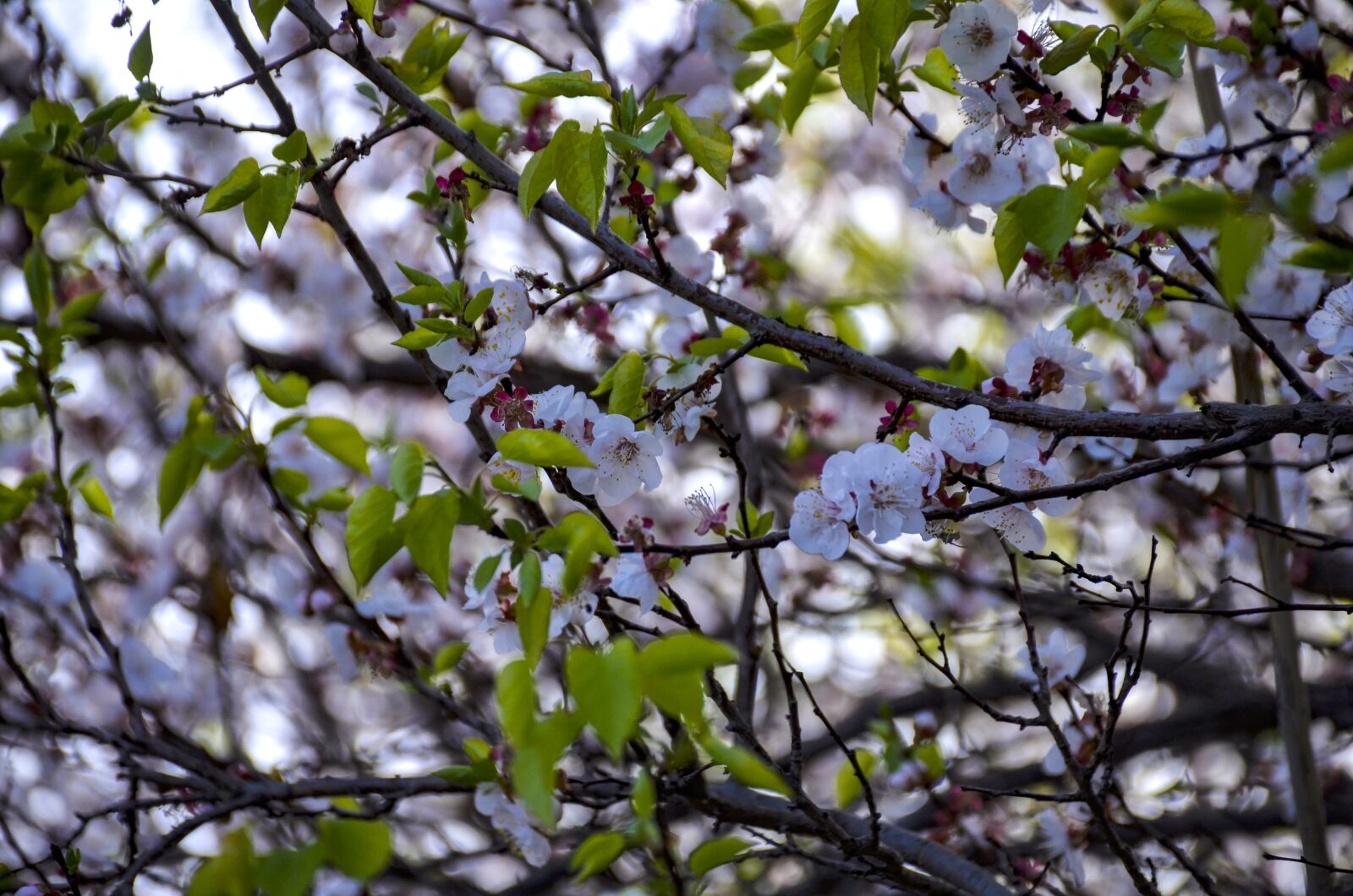 Nikon D7000 sample photo. White flowers, apple, bloom photography