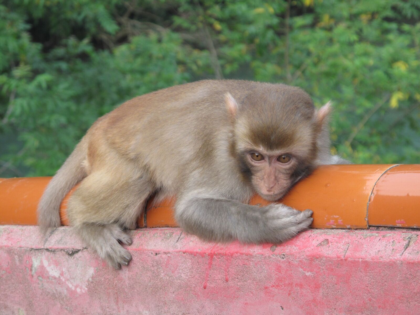 Canon PowerShot G10 sample photo. Monkey, macaque, afraid photography