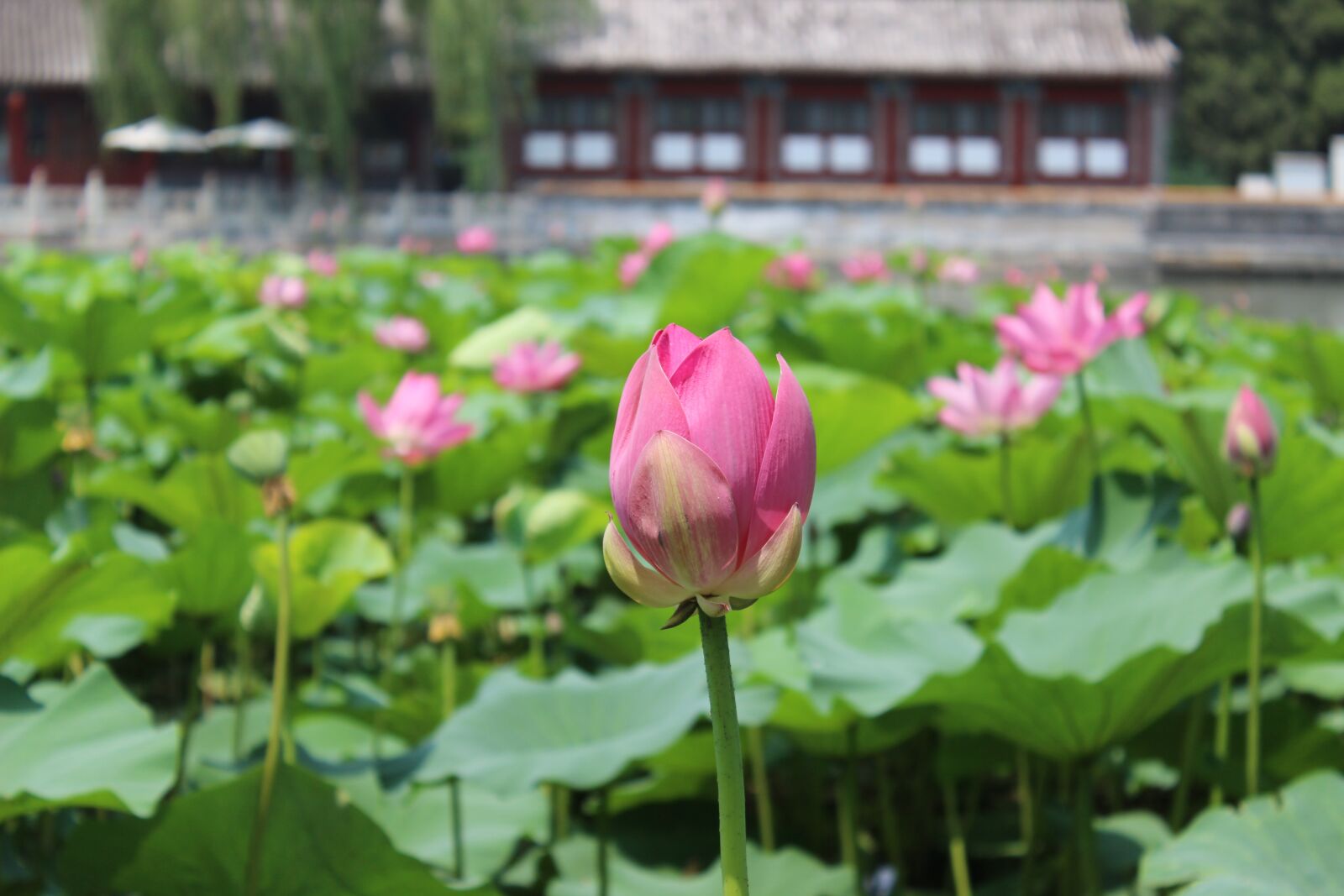 Canon EOS 600D (Rebel EOS T3i / EOS Kiss X5) sample photo. Flower, blossom, lotus photography