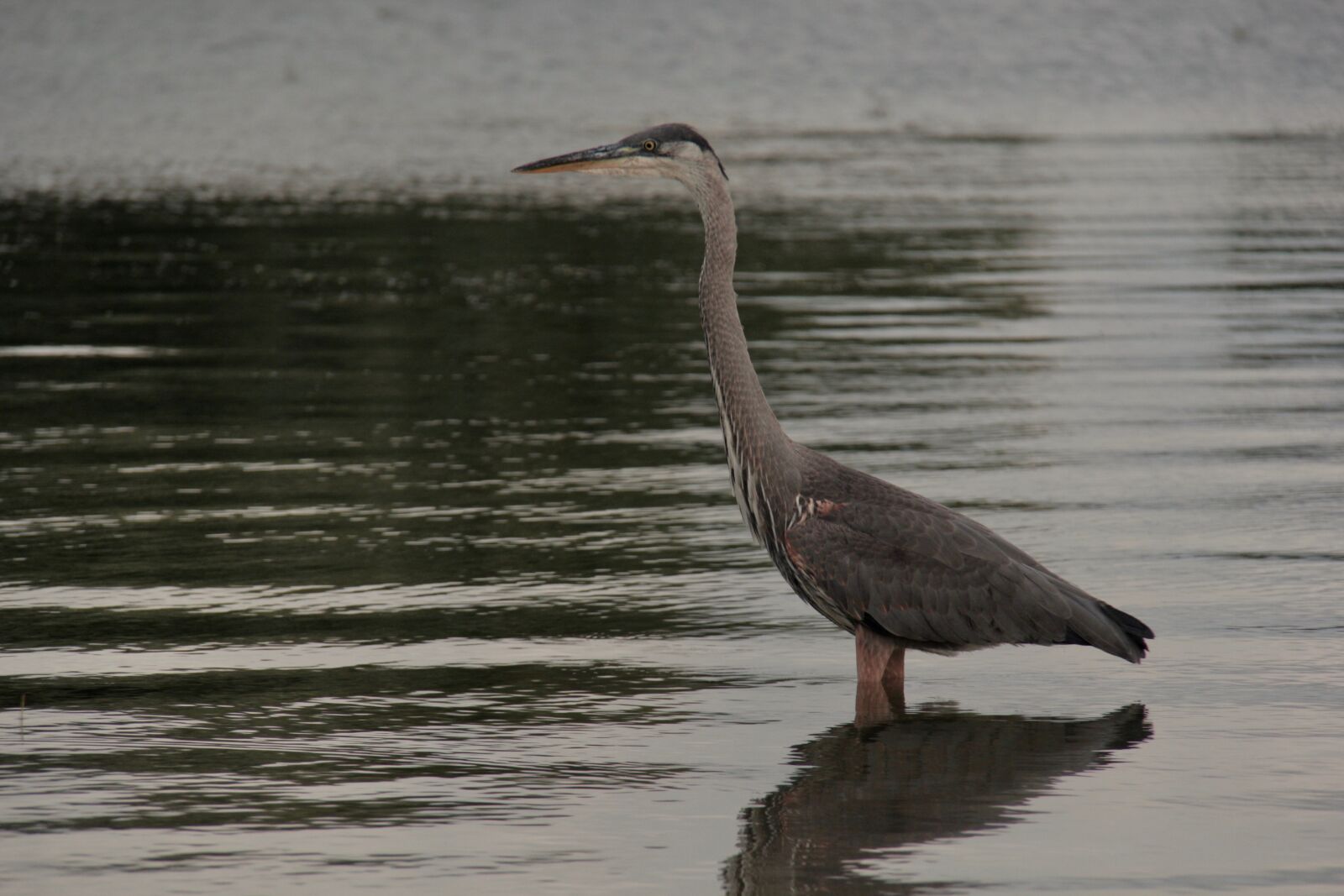 Canon EOS 60D sample photo. Heron, lake ontario, fishing photography