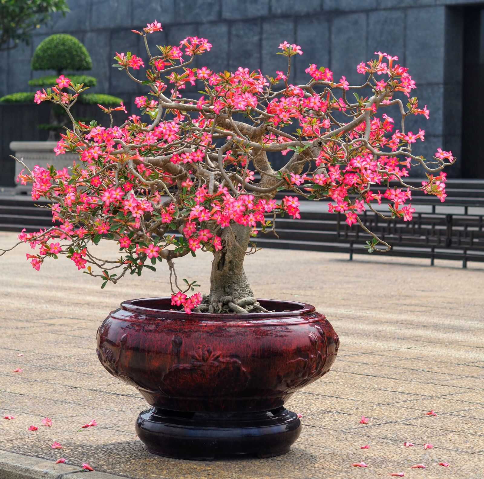 Olympus OM-D E-M10 II + Olympus M.Zuiko Digital 45mm F1.8 sample photo. Flower, garden, tree photography