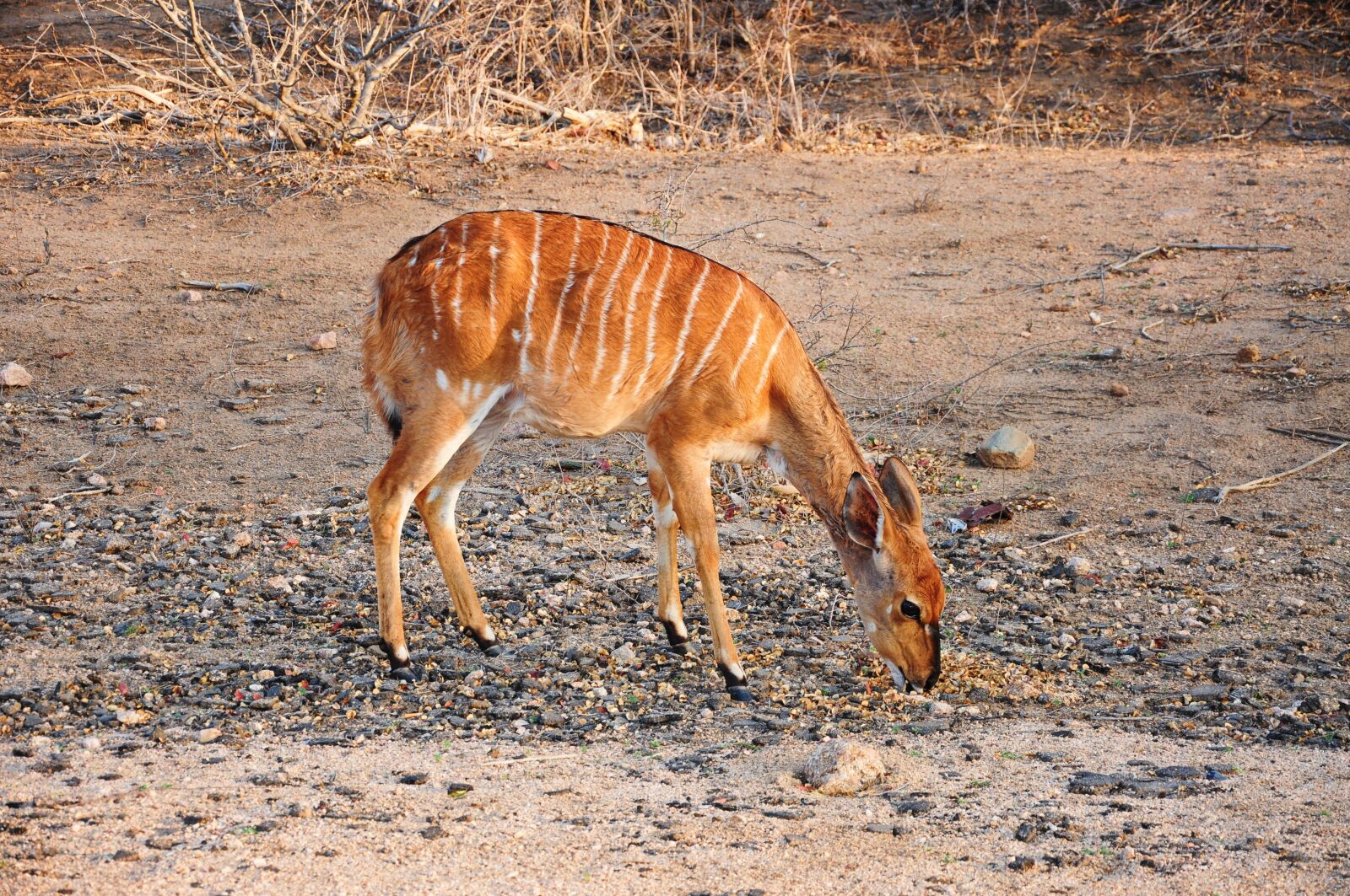Nikon D90 sample photo. Kruger, africa, bambi photography