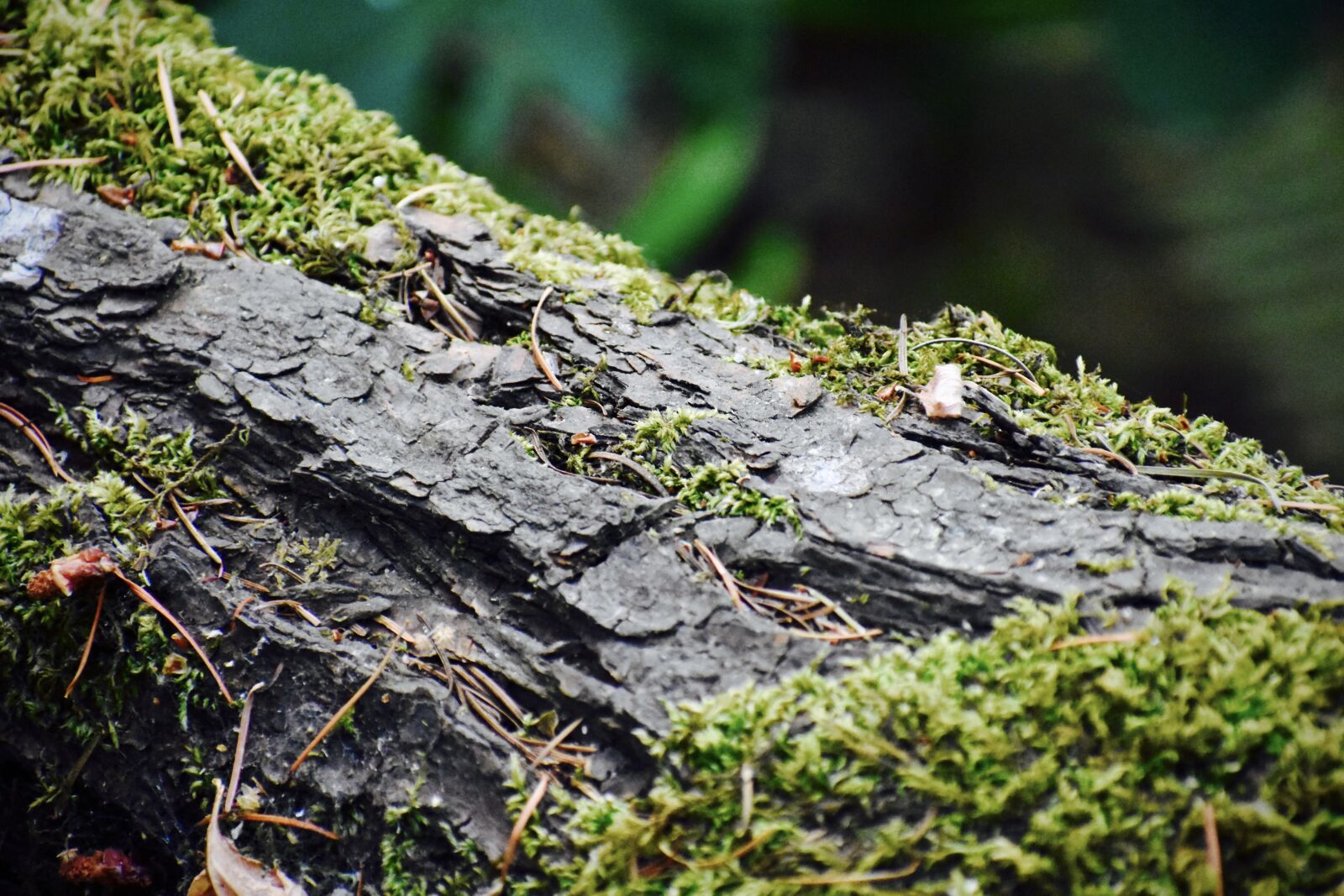 Nikon D3400 sample photo. Moss, green, brown photography