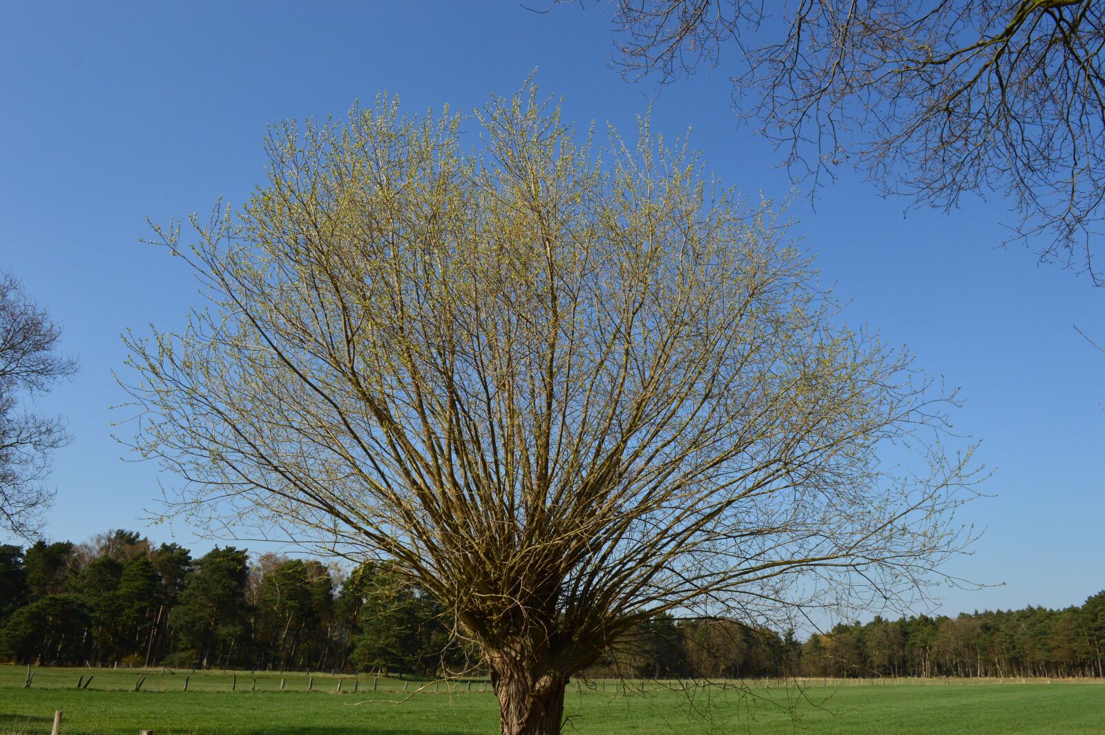 Nikon D3200 sample photo. Tree, nature, spring photography