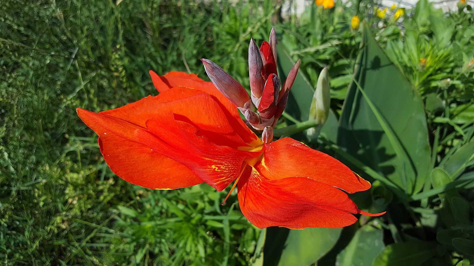 Samsung Galaxy S6 sample photo. Canna indica, indian shot photography