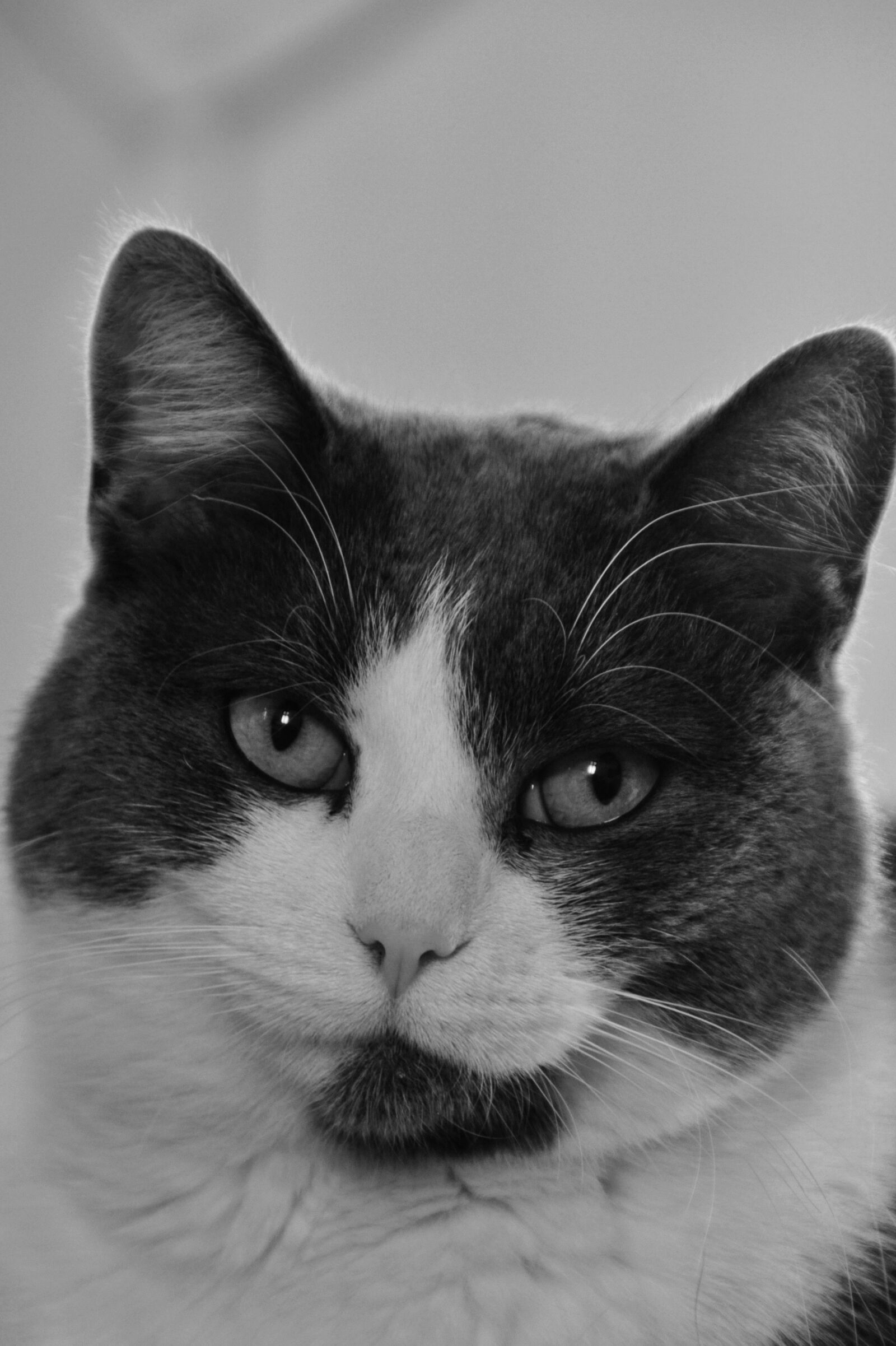 Nikon D90 sample photo. Cat, cute, animal photography