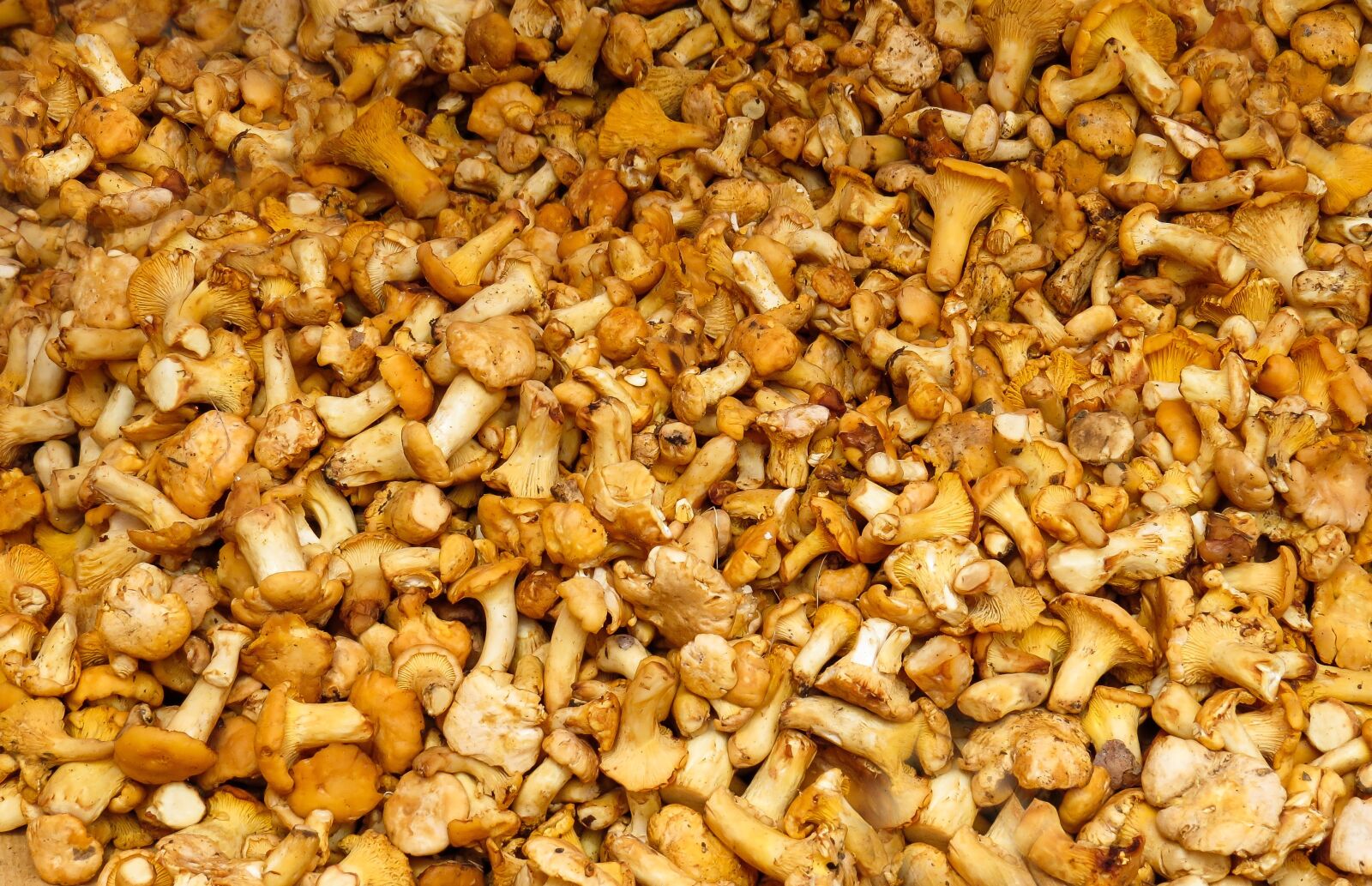 Canon PowerShot SX50 HS sample photo. Mushrooms, food mushrooms, mushroom photography