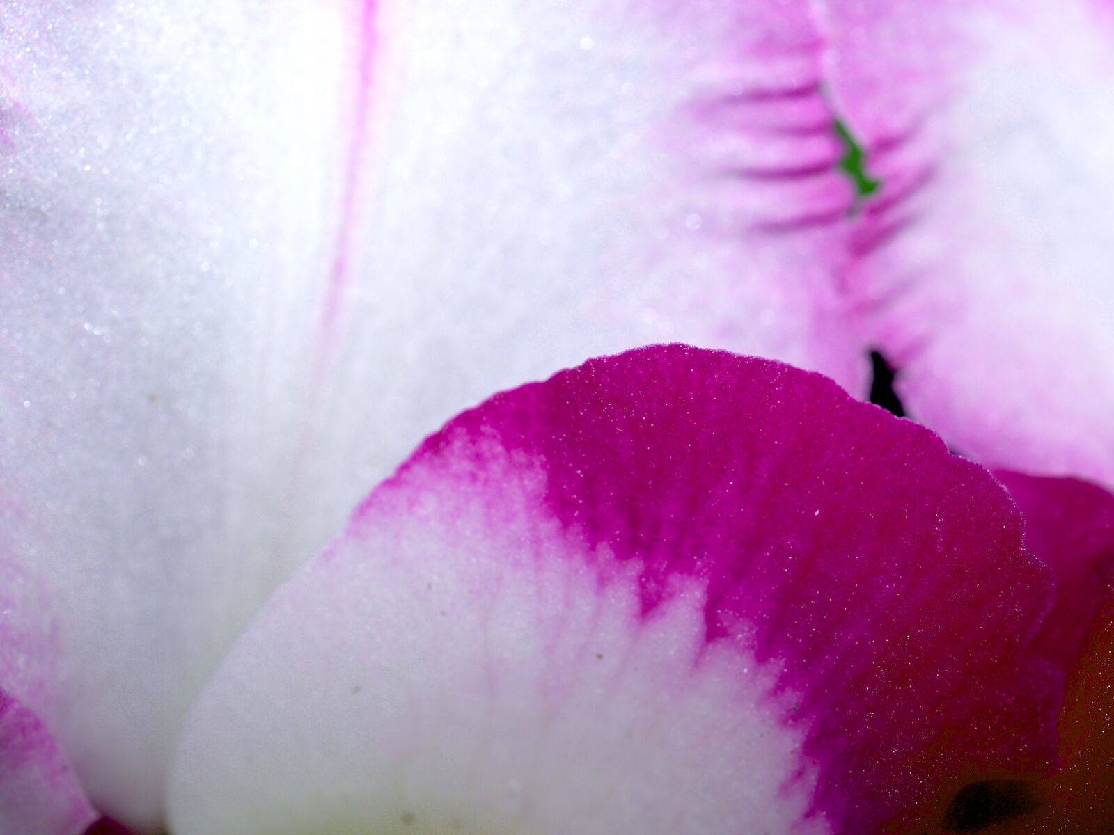 Olympus E-300 (EVOLT E-300) sample photo. Orchid, flower, bright photography