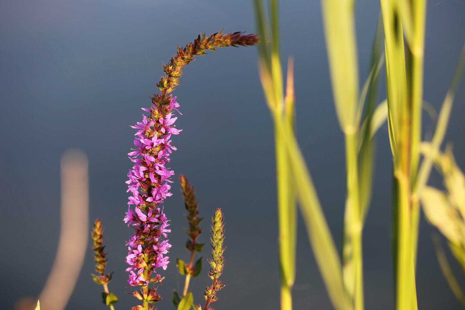 Canon EF 70-300 F4-5.6 IS II USM sample photo. Red fox speedwell, veronica photography