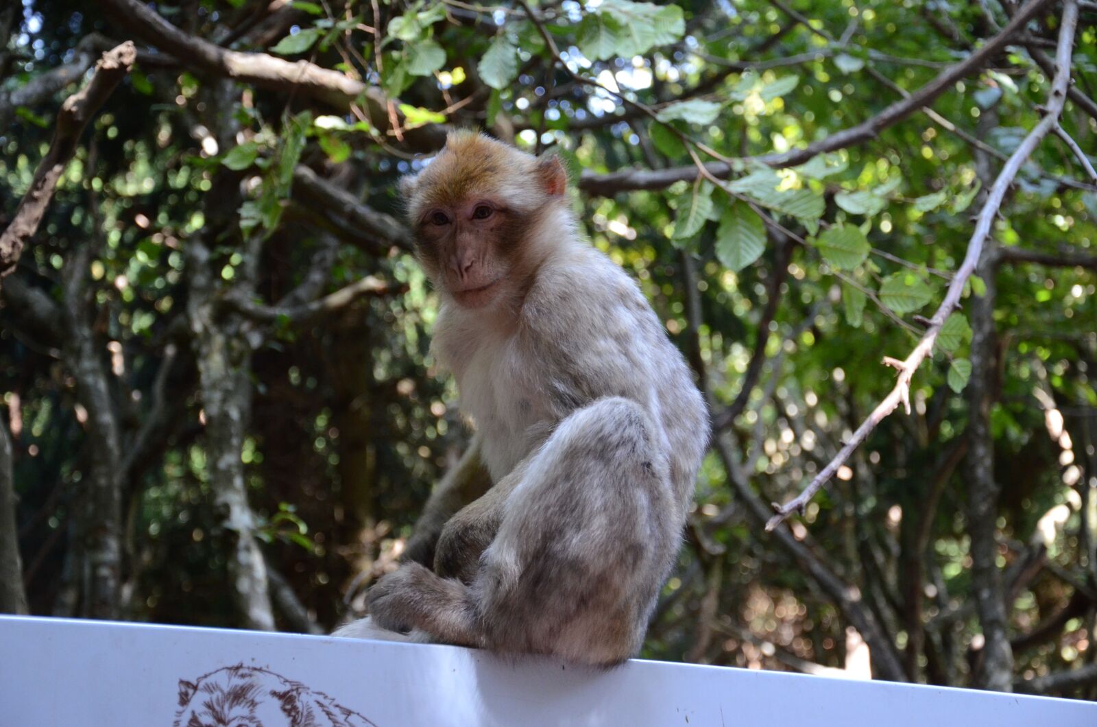 Nikon D7000 sample photo. Monkey, face, zoo photography