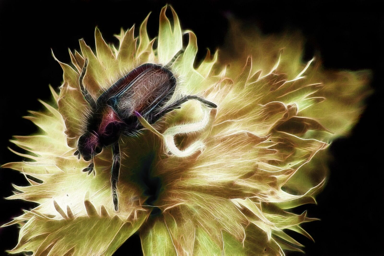 Canon PowerShot G15 sample photo. Fractalius, garden leaf beetle photography