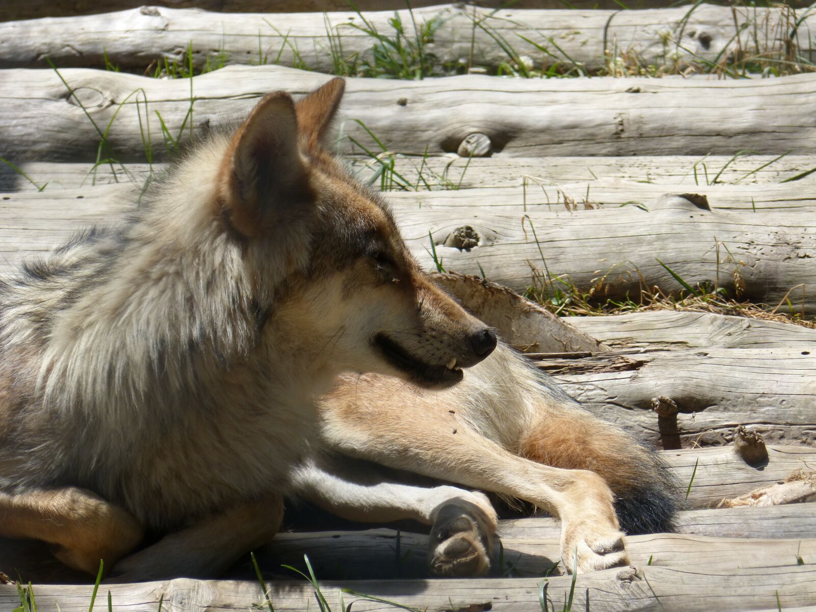 Panasonic DMC-FZ62 sample photo. Wolf, iberian wolf, andorra photography