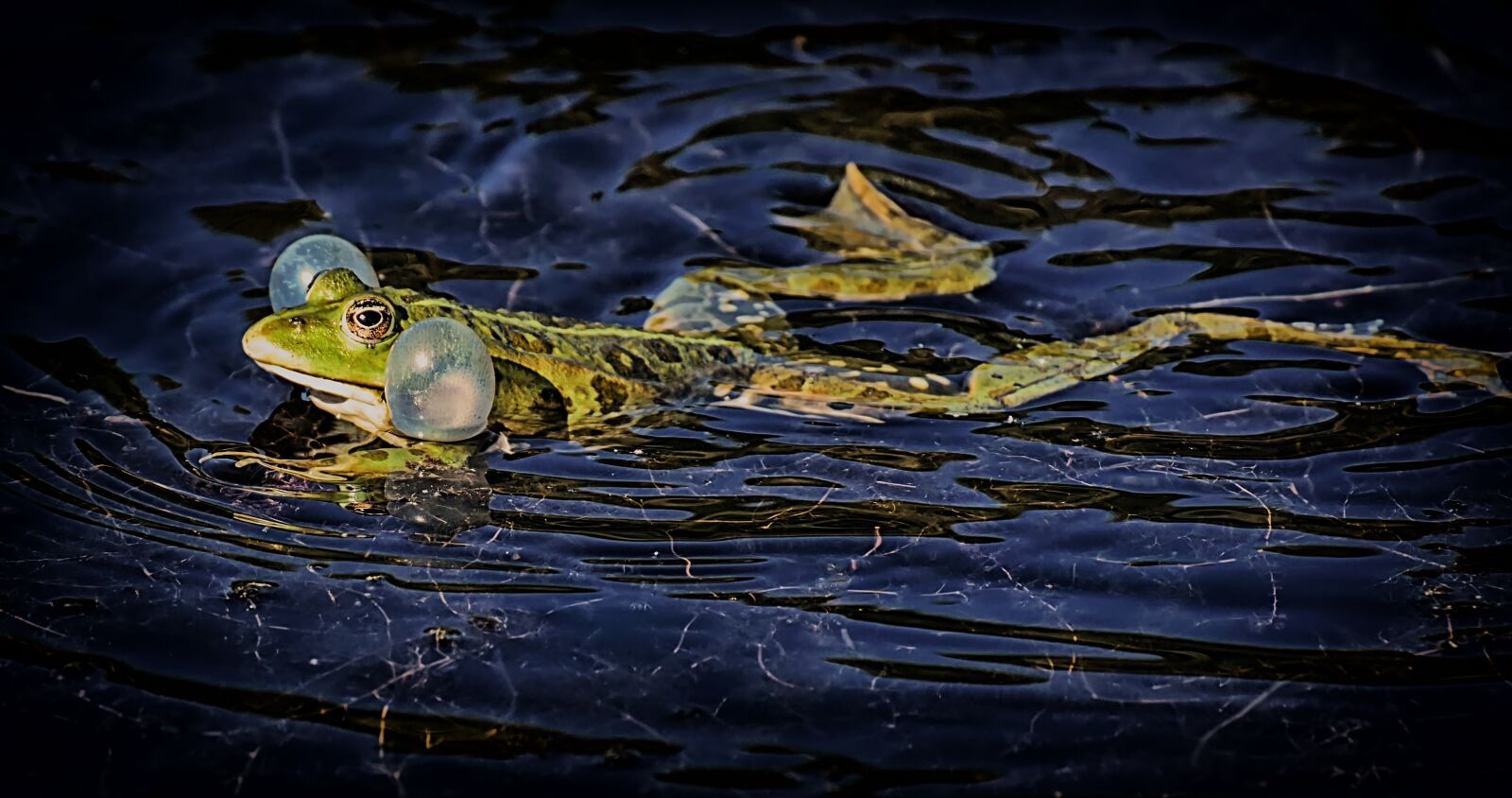 Nikon D7200 sample photo. Frog, pond, animal photography