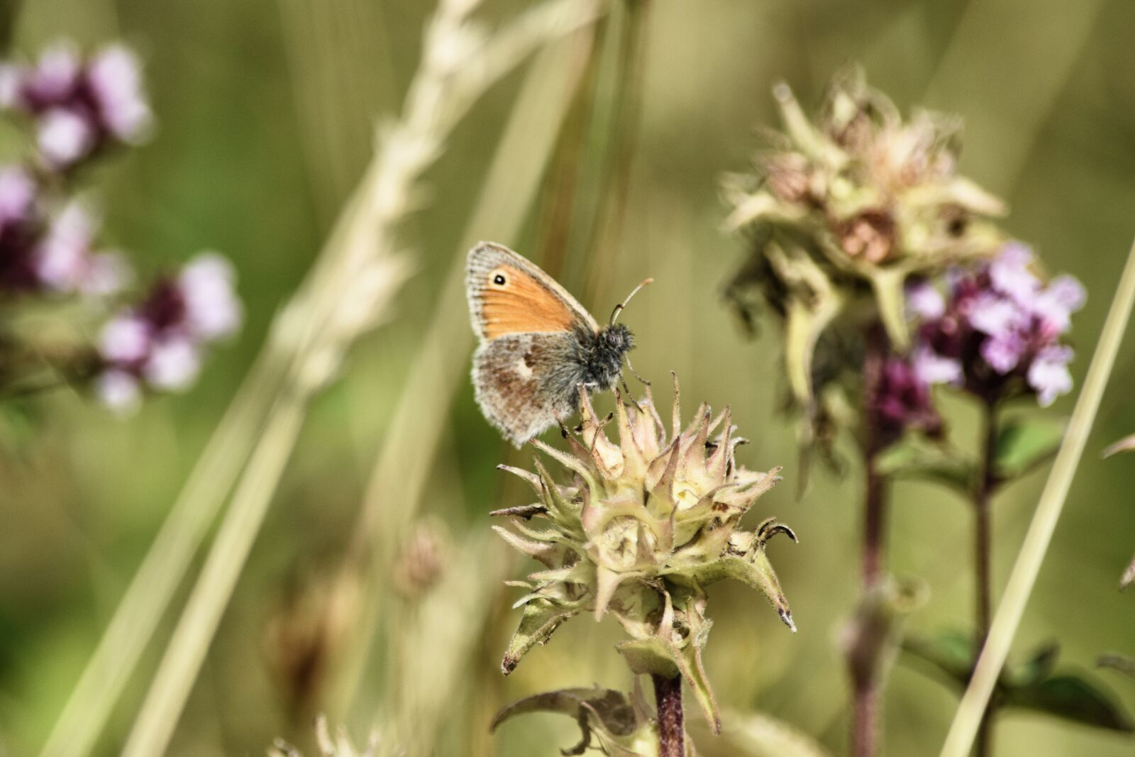 Nikon D3300 sample photo. Butterfly, summer, blossom photography