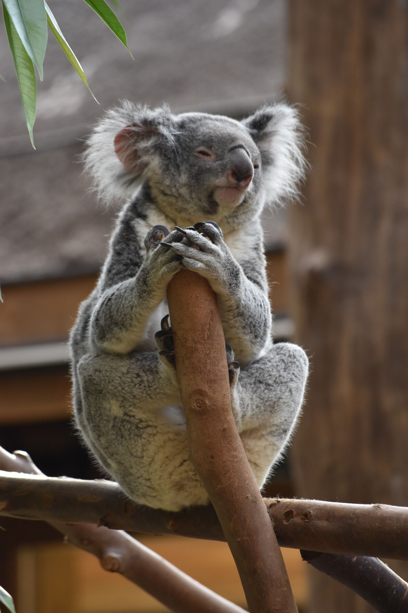 Nikon D5500 sample photo. Koala, cute, tree photography
