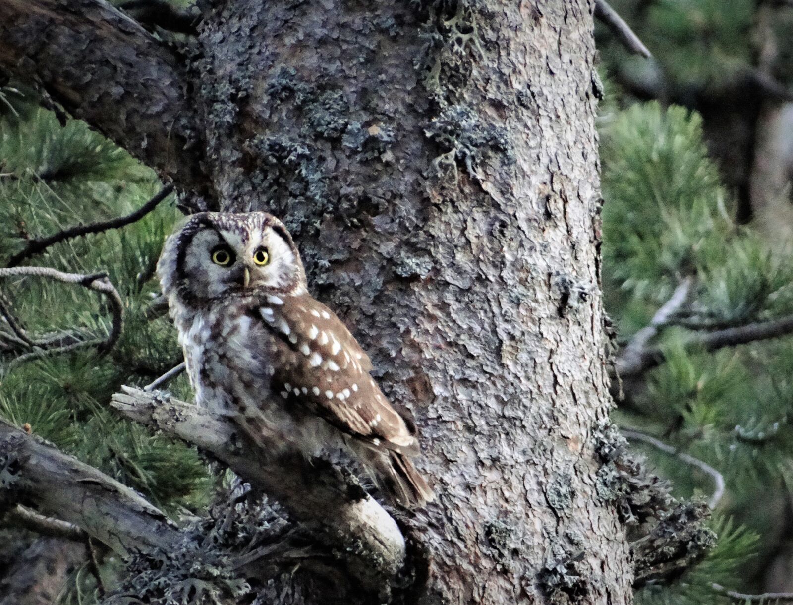 Sony DSC-HX200V sample photo. Aegolius funereus, little owl photography