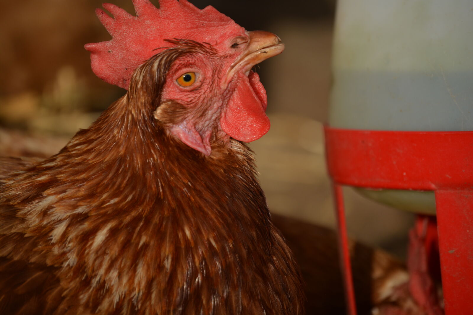 Nikon D5200 sample photo