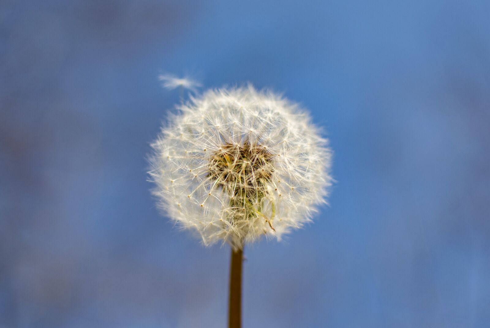 Nikon D5200 sample photo. Spring, flowers, season photography