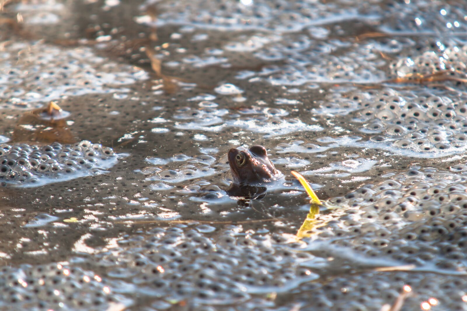 Canon EOS 400D (EOS Digital Rebel XTi / EOS Kiss Digital X) sample photo. Frog, spawn, water photography