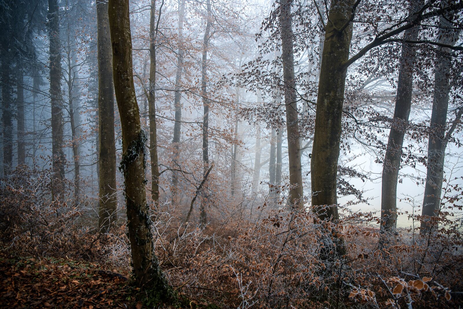 Canon EOS 6D Mark II + Canon EF 24-70mm F4L IS USM sample photo. Forest, fog, winter photography