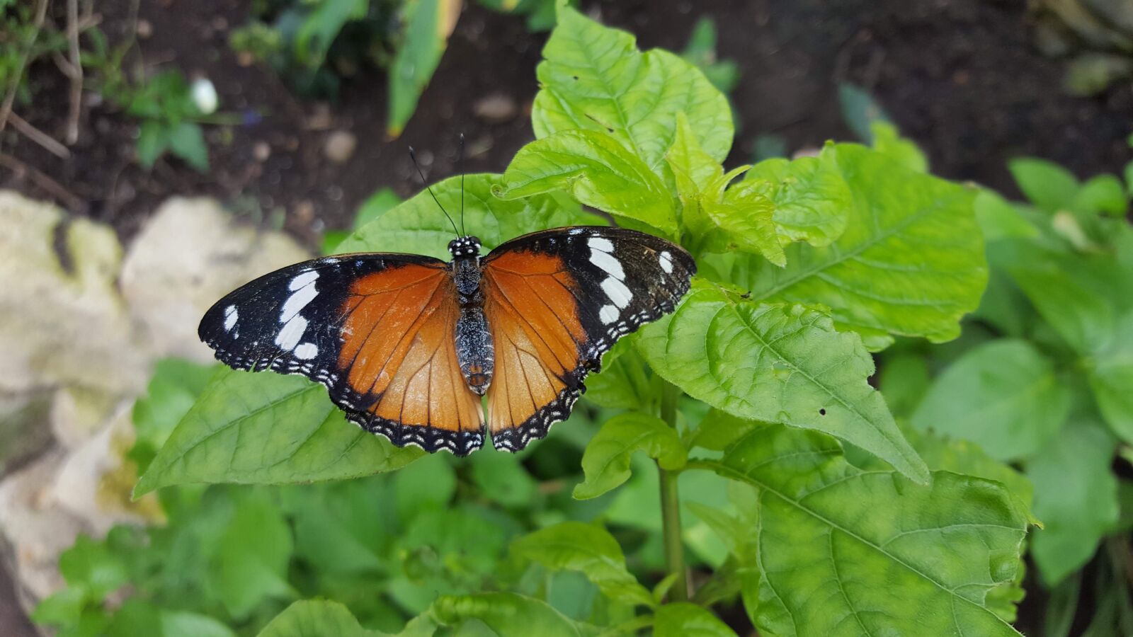 Samsung Galaxy S6 sample photo. Orange, black, butterfly photography