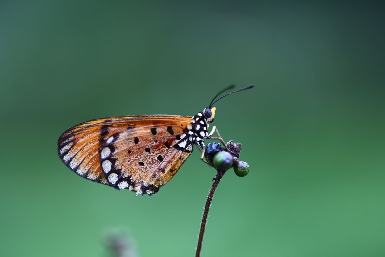 Canon EF 100mm F2.8L Macro IS USM sample photo. Insect, butterfly, nature photography