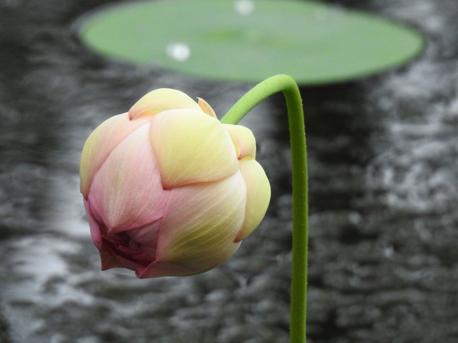 Nikon Coolpix P900 sample photo. Lotus, flower, bud photography