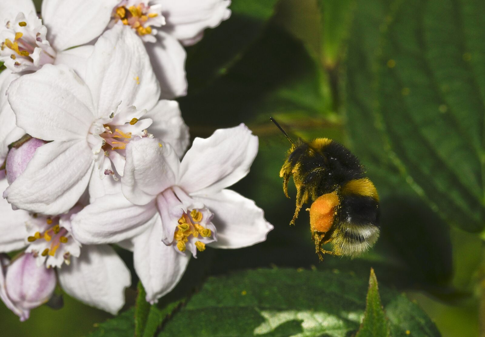 Nikon D500 sample photo. Of deutzia flower, nature photography