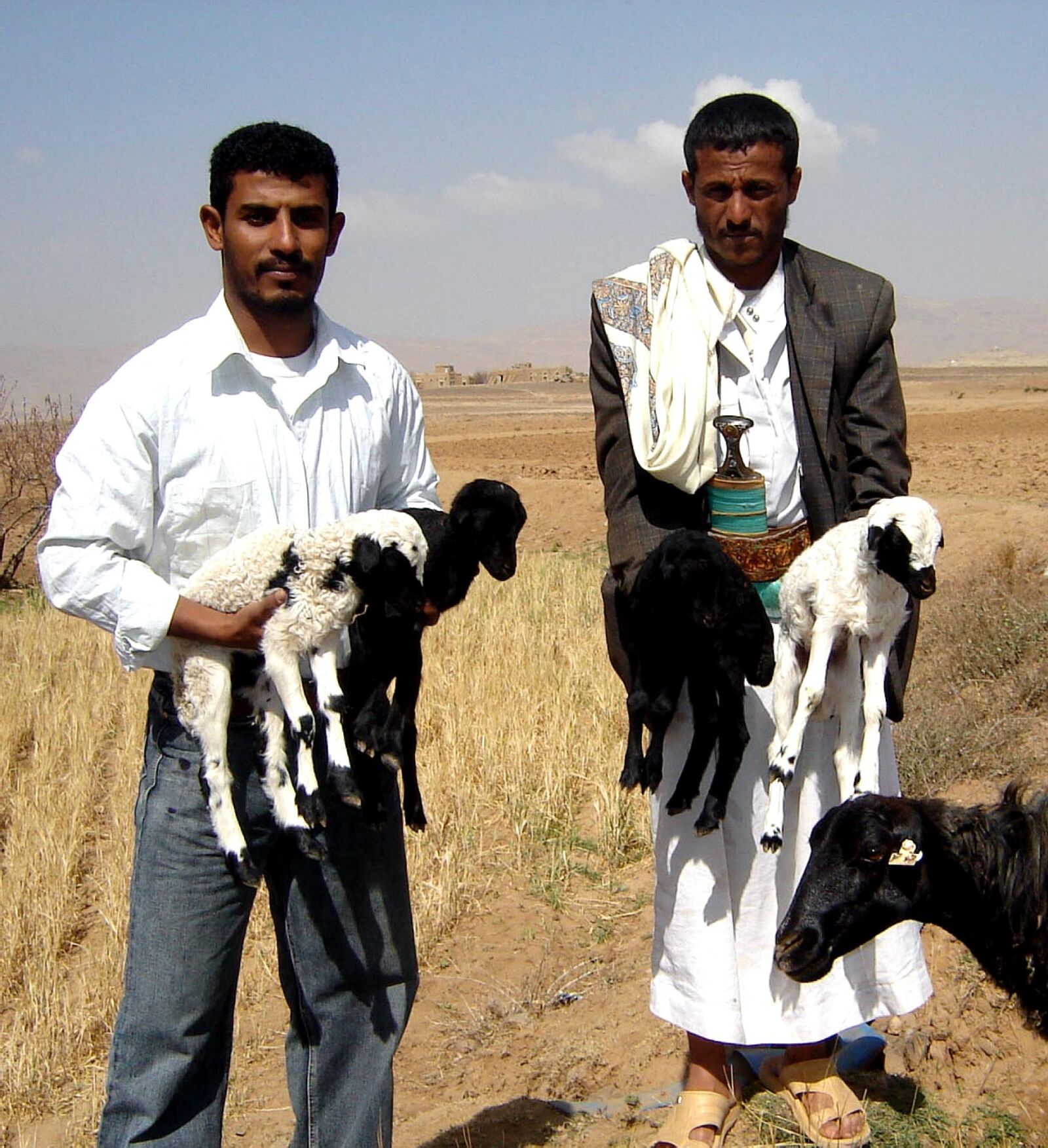 Sony DSC-S90 sample photo. Agricultural, program, yemen, sheeps photography