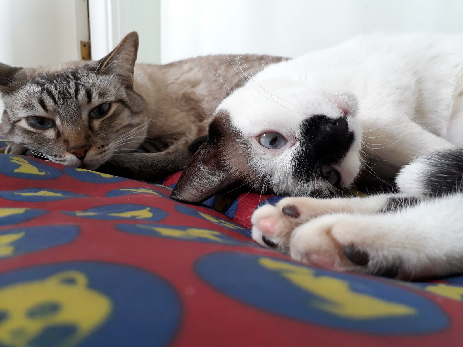 Samsung Galaxy J7 Prime sample photo. Kittens, cats, cat photography