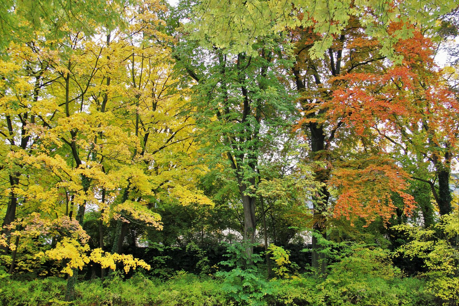 Canon EOS 550D (EOS Rebel T2i / EOS Kiss X4) sample photo. Typical autumn, trees, autumn photography