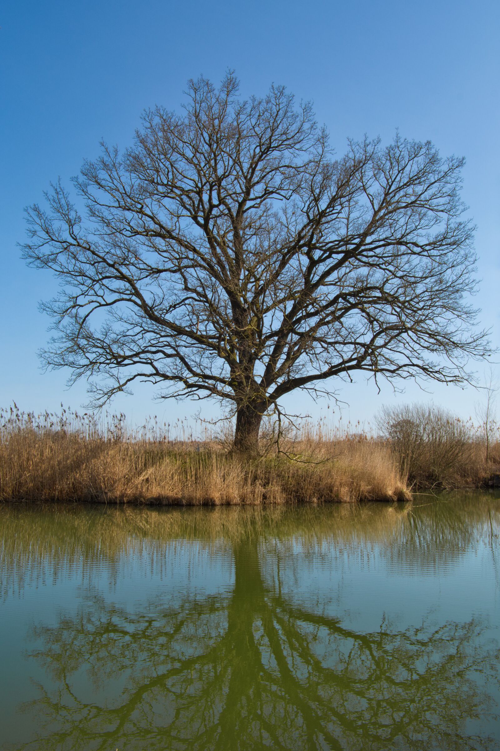Nikon D7100 sample photo. Waters, tree, silhouette photography