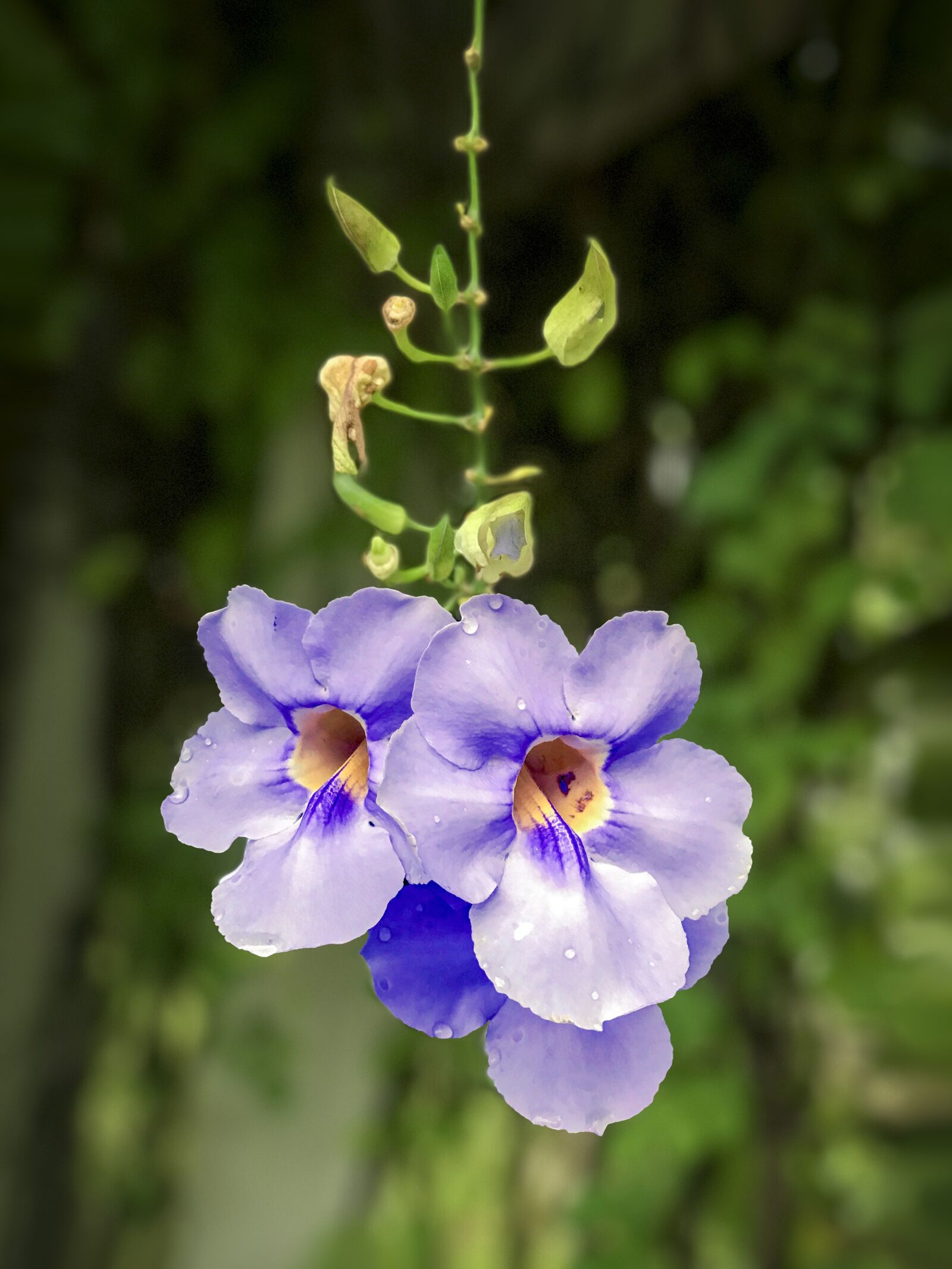 iPhone 7 Plus back dual camera 6.6mm f/2.8 sample photo. Thunbergia grandiflora, blue thunbergia photography