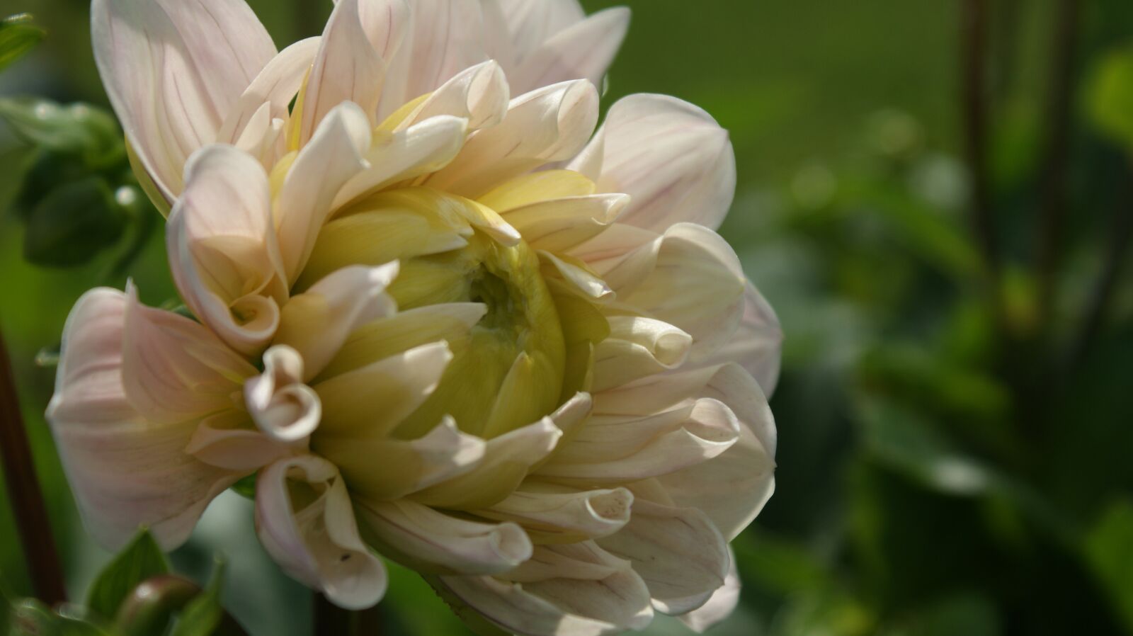 Sony Alpha DSLR-A350 sample photo. Bloom, dahlia, beauty photography