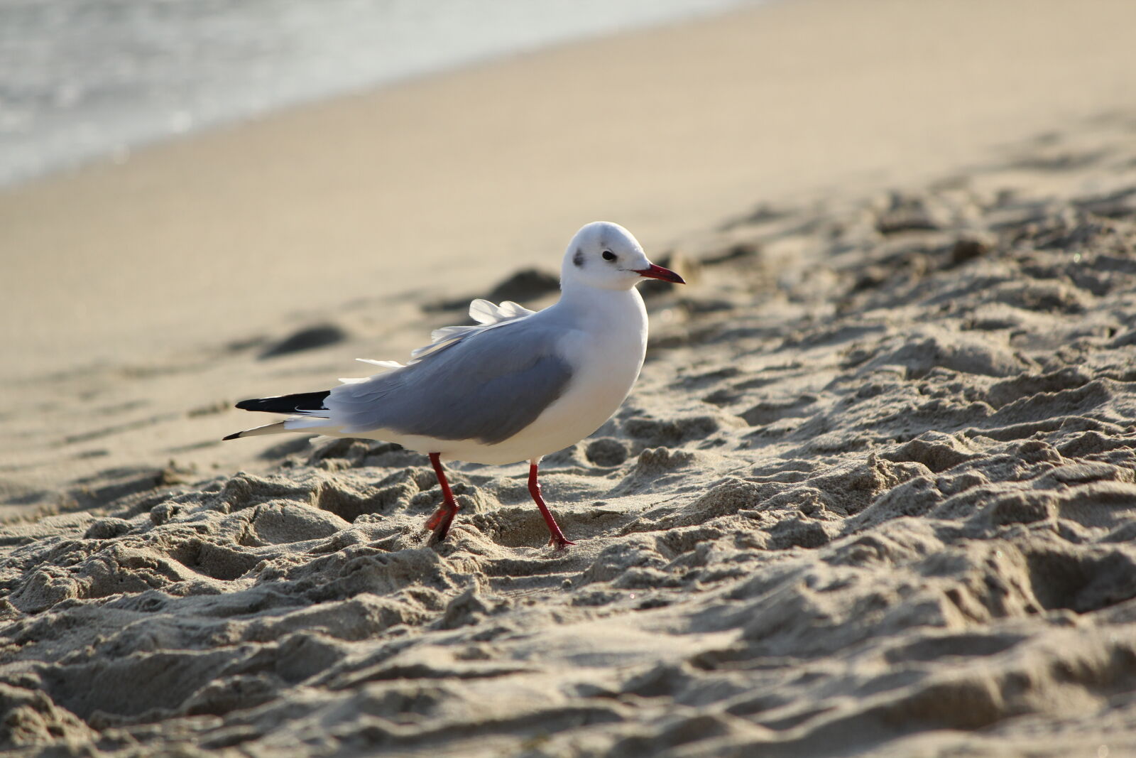 Canon EOS 60D sample photo