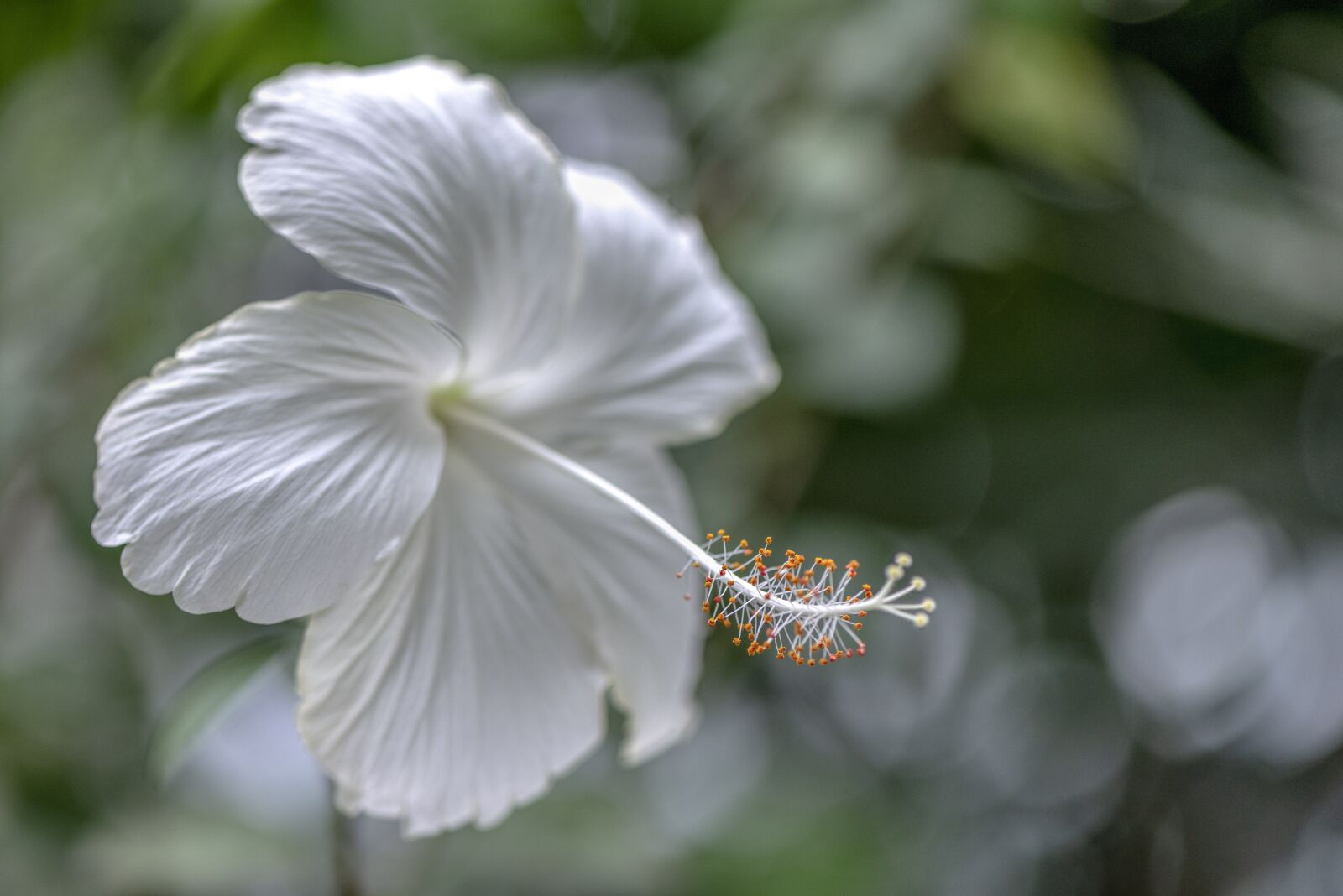 Nikon D610 sample photo. Rose, of, sharon photography
