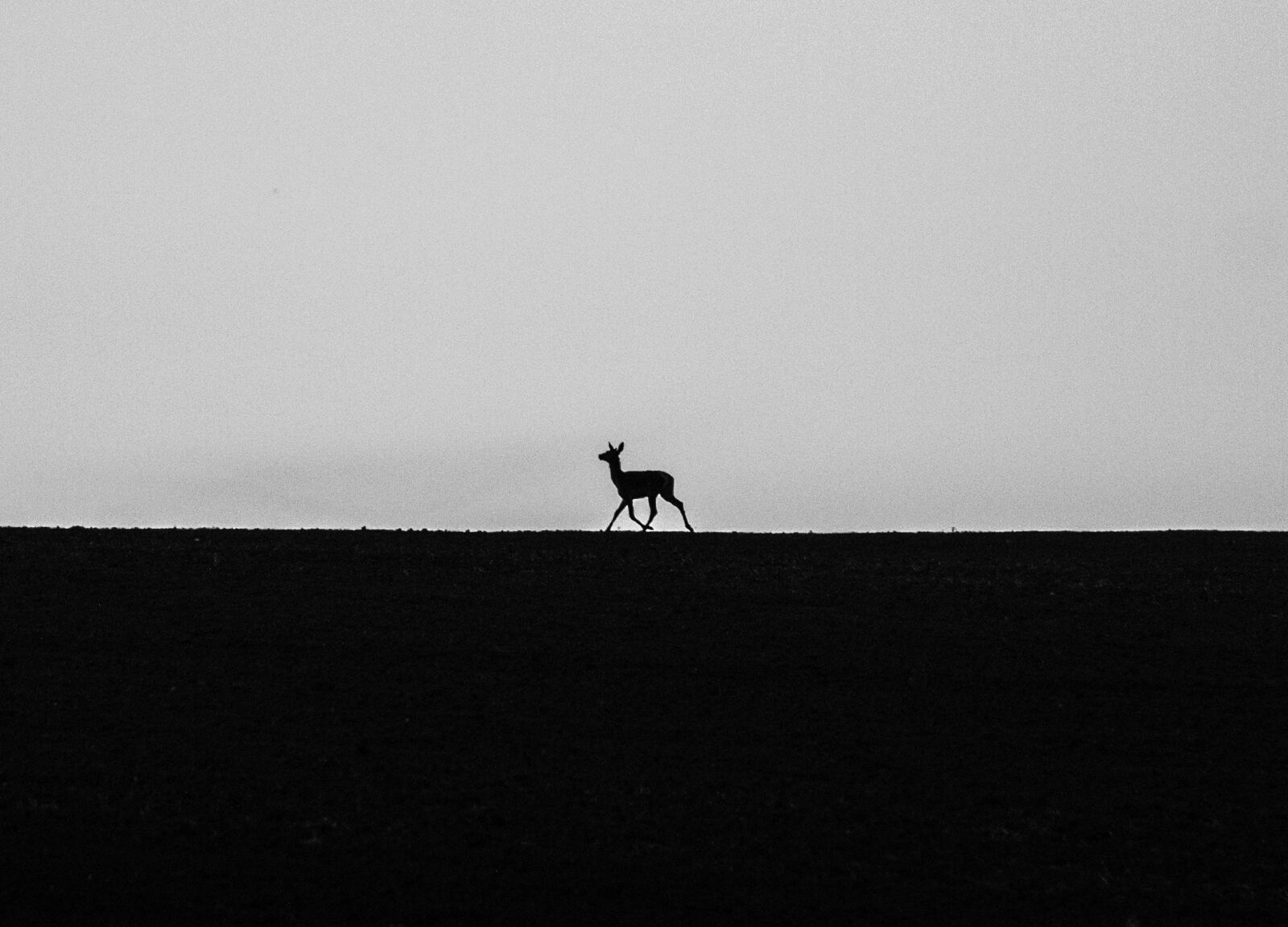 Canon EOS 70D sample photo. Alone, animal, nature photography