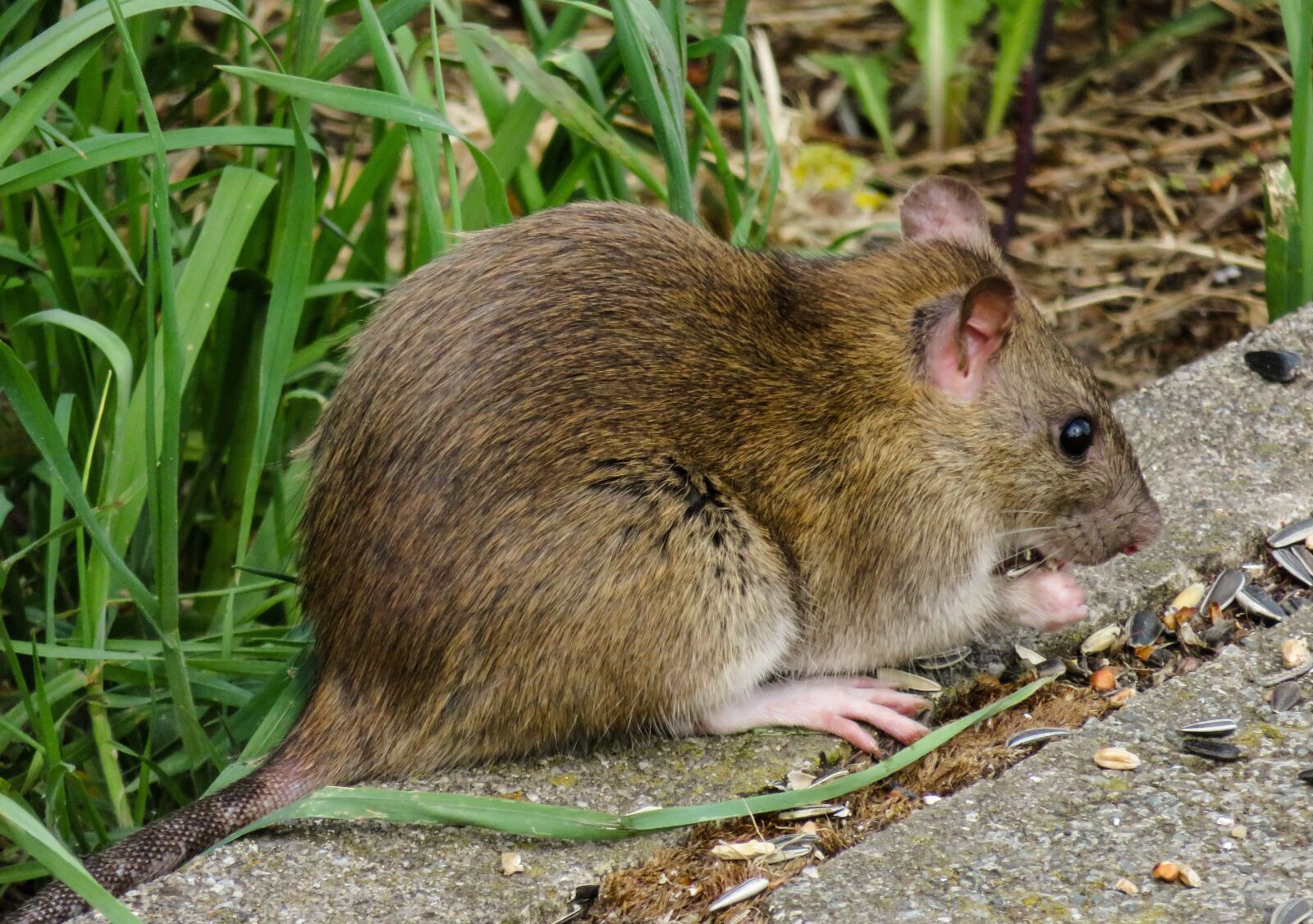 Canon PowerShot SX710 HS sample photo. Animal world, nager, rat photography