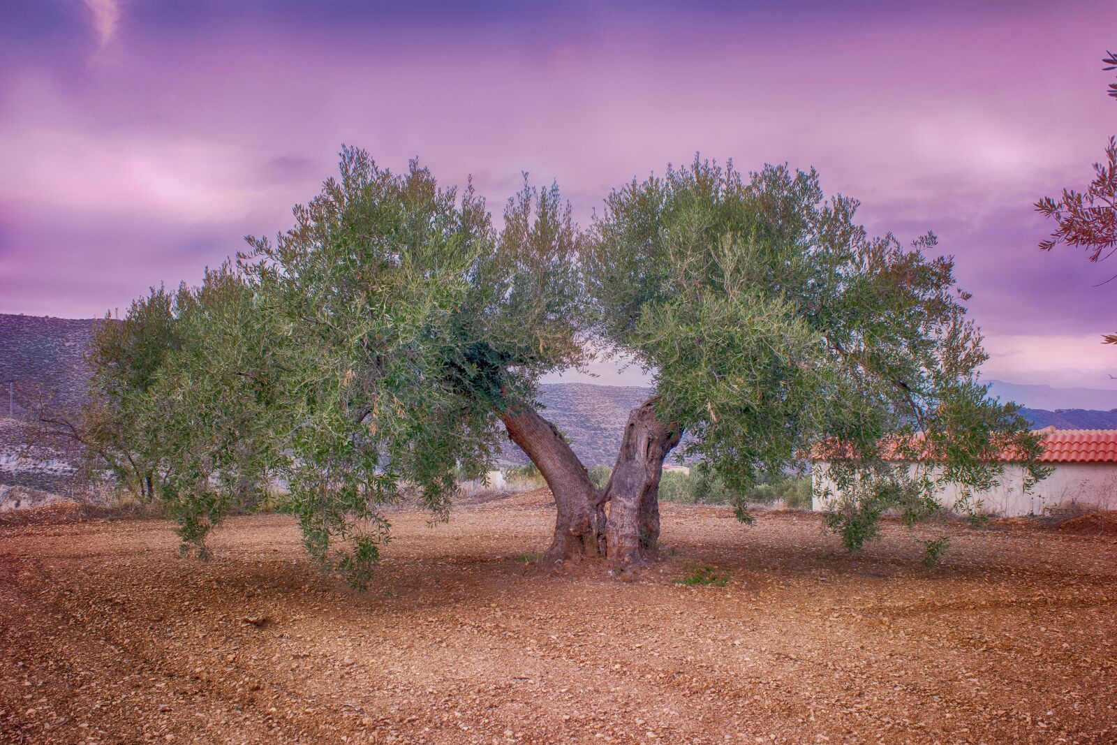 Nikon D3300 sample photo. Olive, field, agriculture photography