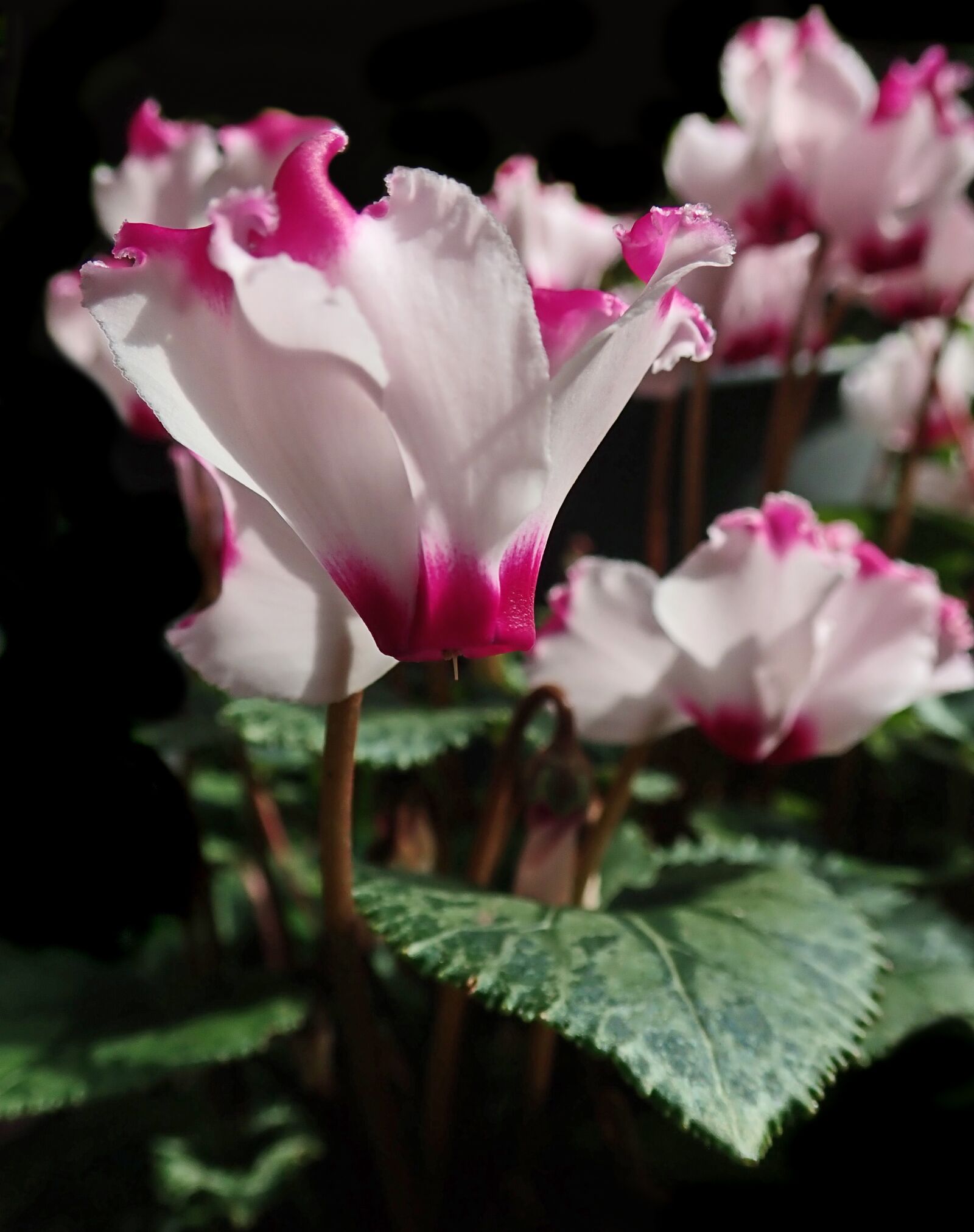 Olympus TG-5 sample photo. Flower, cyclamen, plant photography
