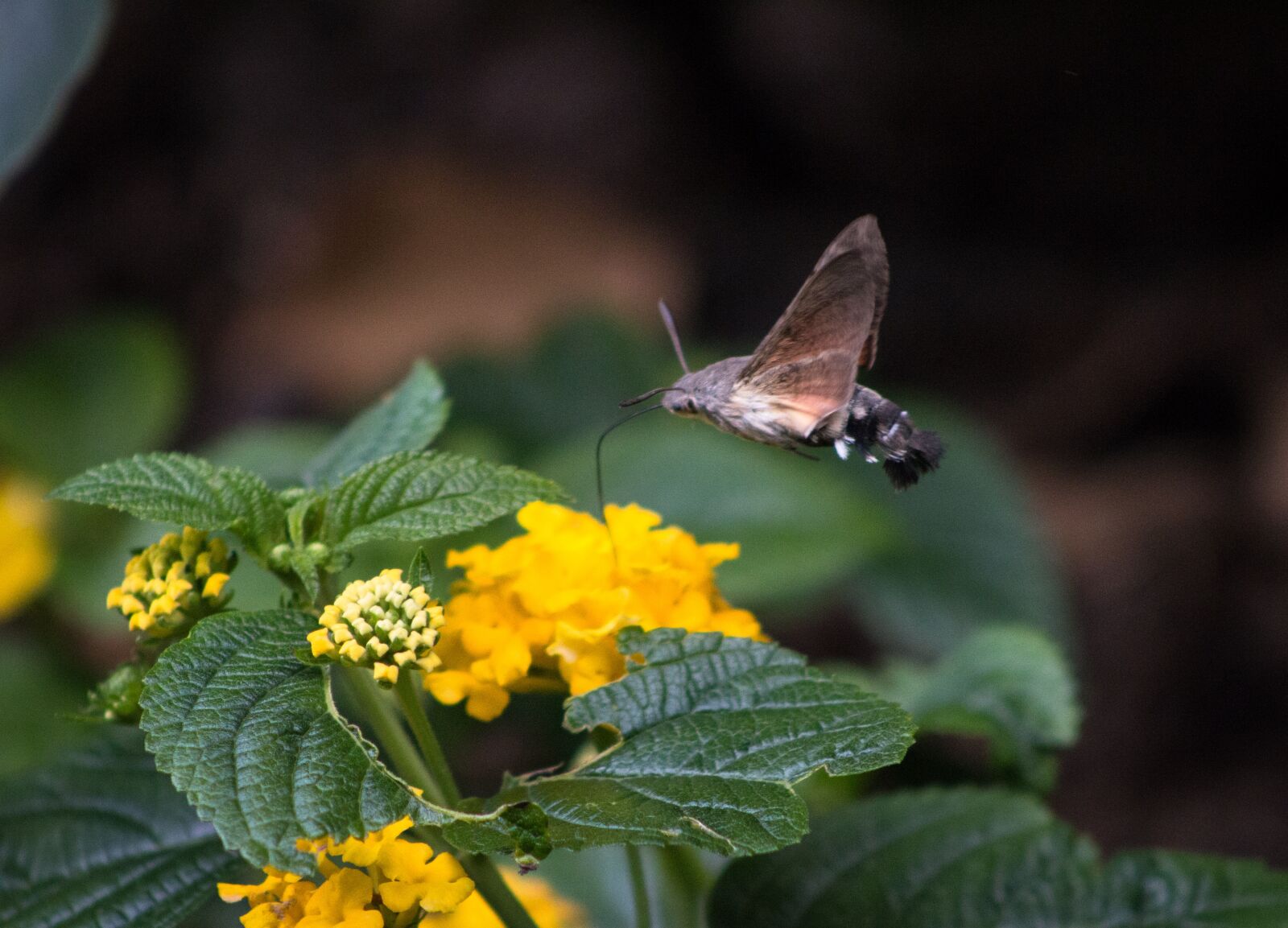 Canon EOS 70D + Canon EF 75-300mm f/4-5.6 sample photo. Butterfly, insect, nature photography