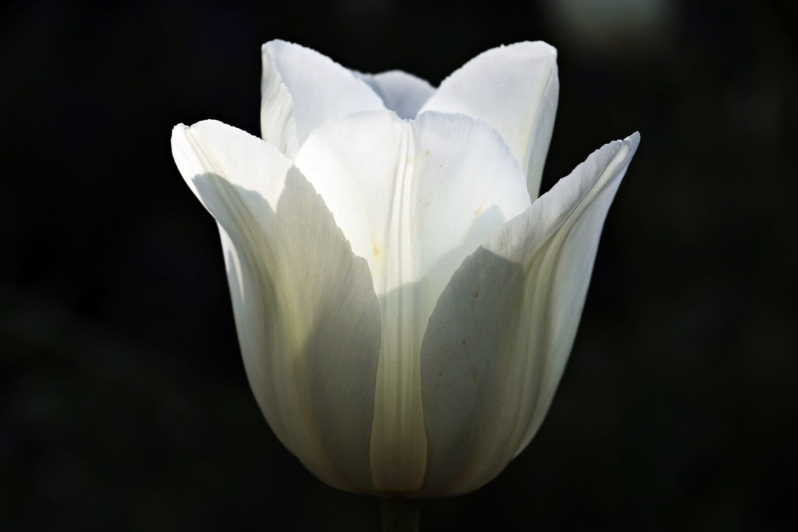 Canon EOS 100D (EOS Rebel SL1 / EOS Kiss X7) sample photo. Tulip, flower, blossom photography