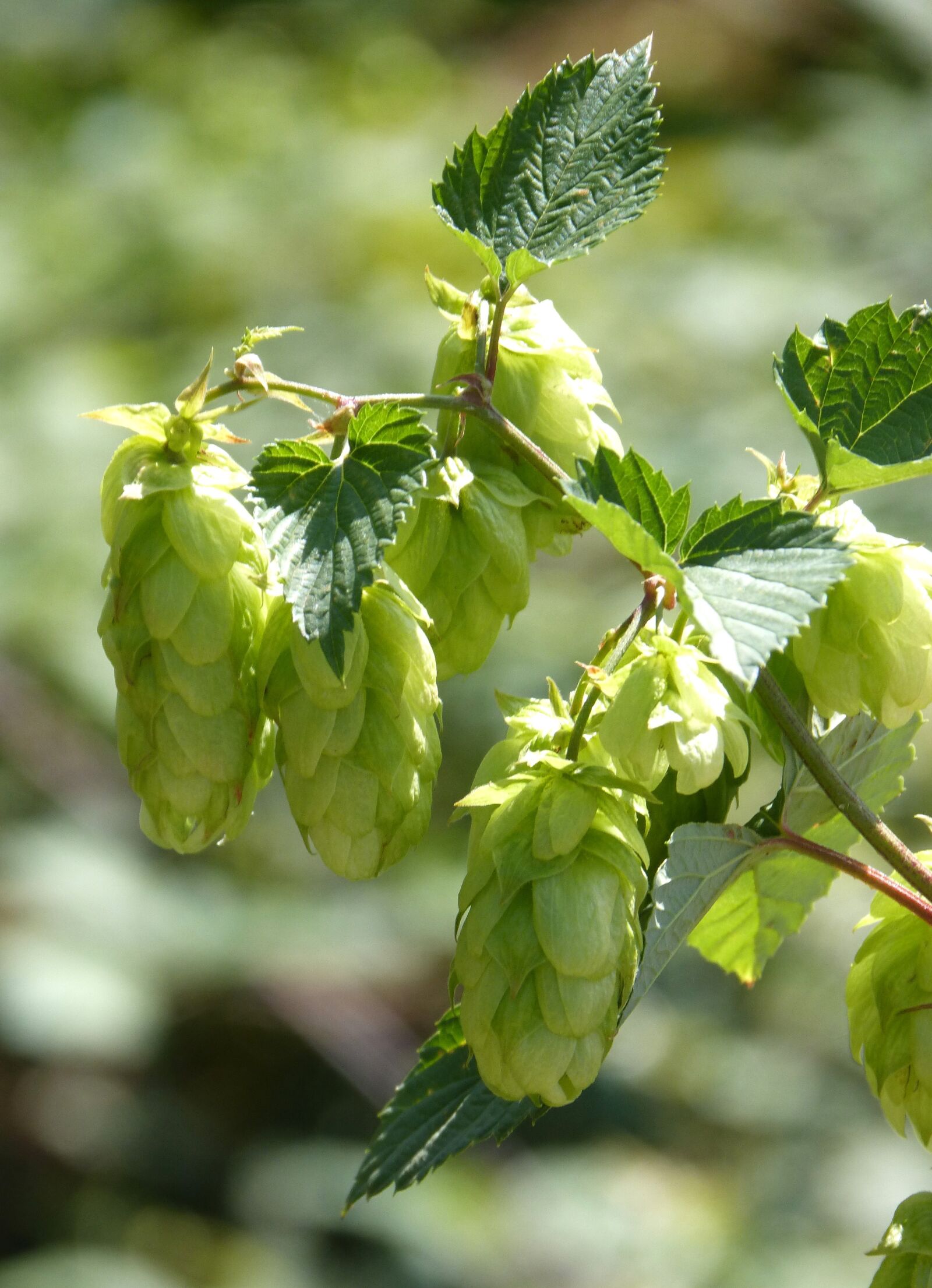 Panasonic DMC-FZ62 sample photo. Hop, hops wild, flower photography